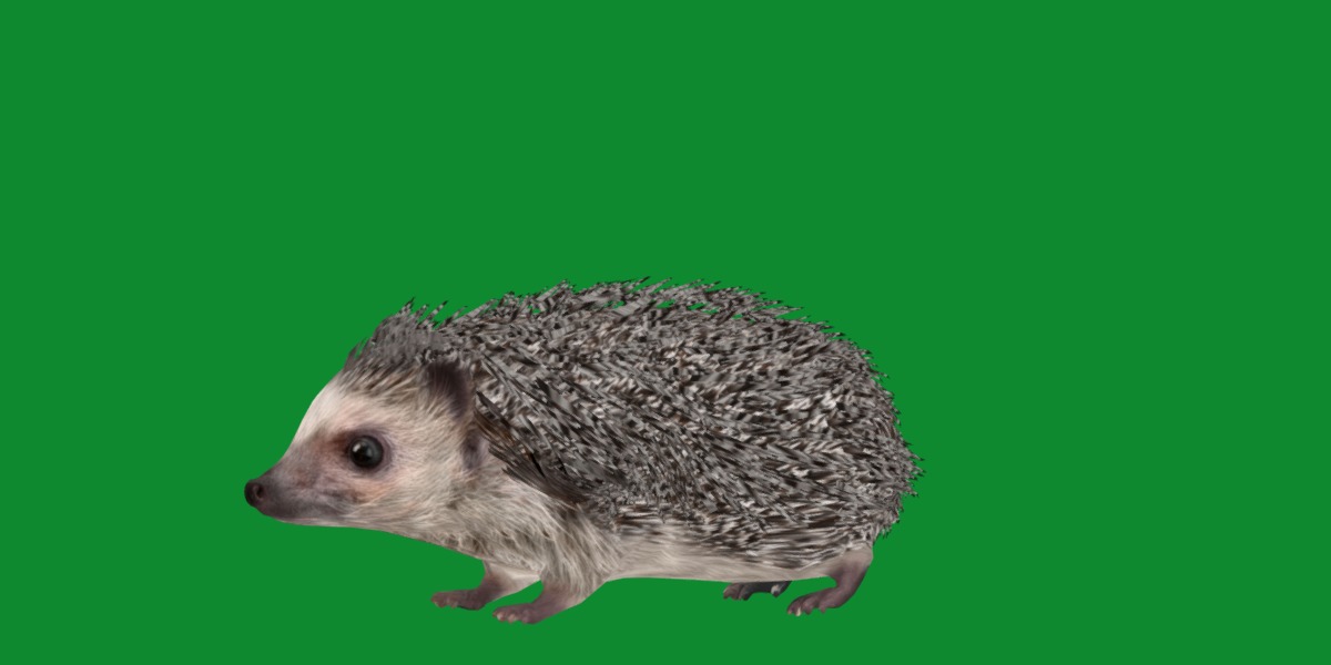 African Pygmy Hedgehog Low-poly 3D model_12