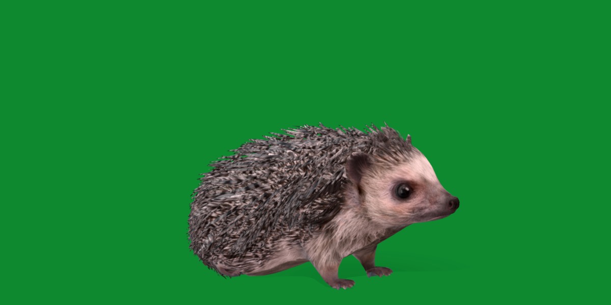 African Pygmy Hedgehog Low-poly 3D model_36