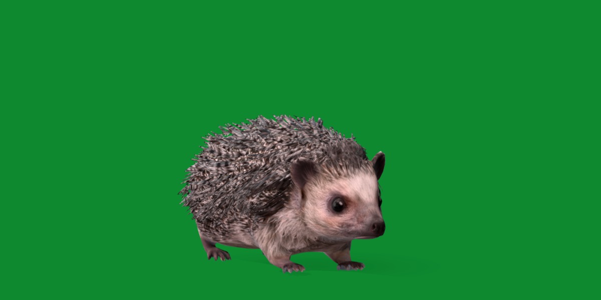 African Pygmy Hedgehog Low-poly 3D model_3