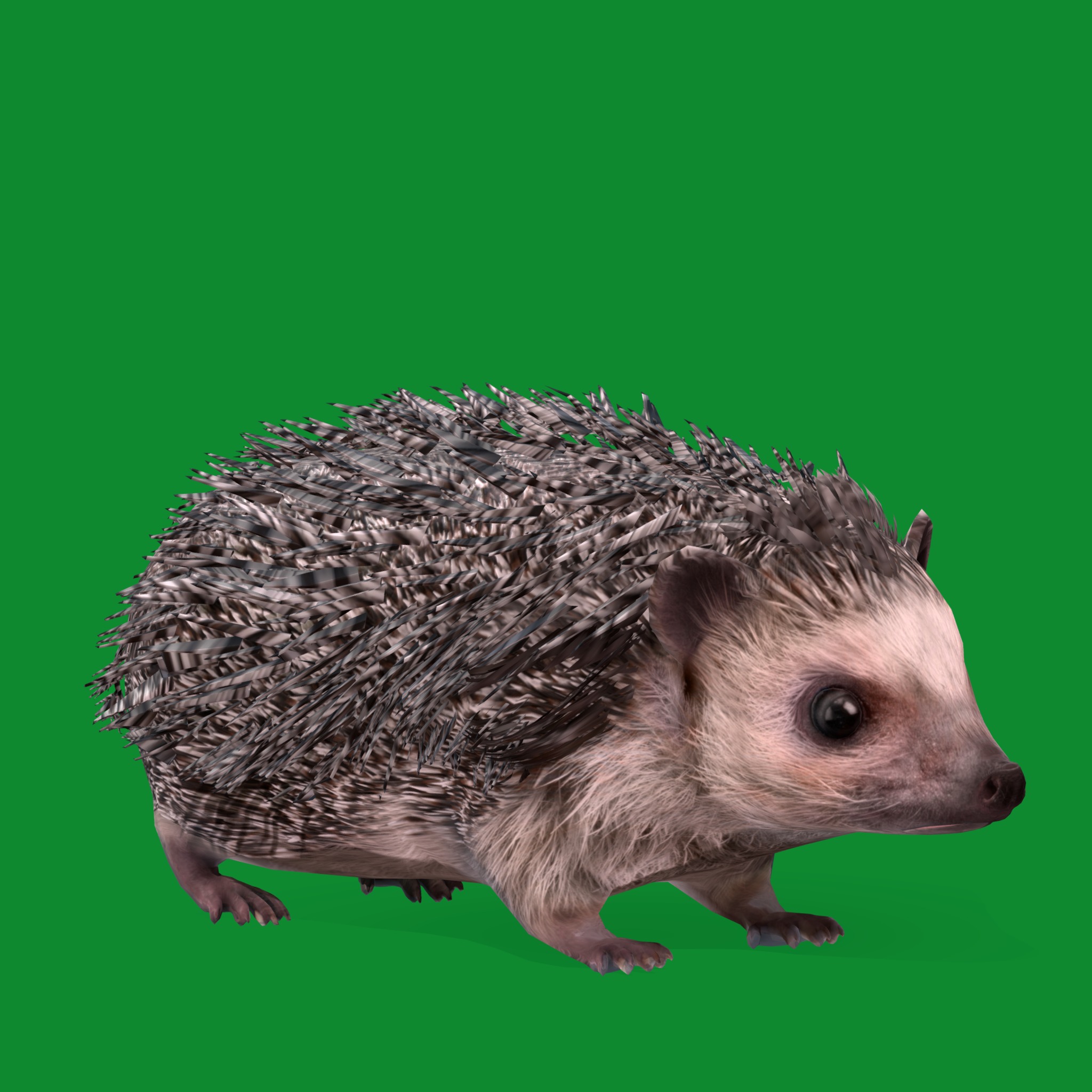 African Pygmy Hedgehog Low-poly 3D model_31
