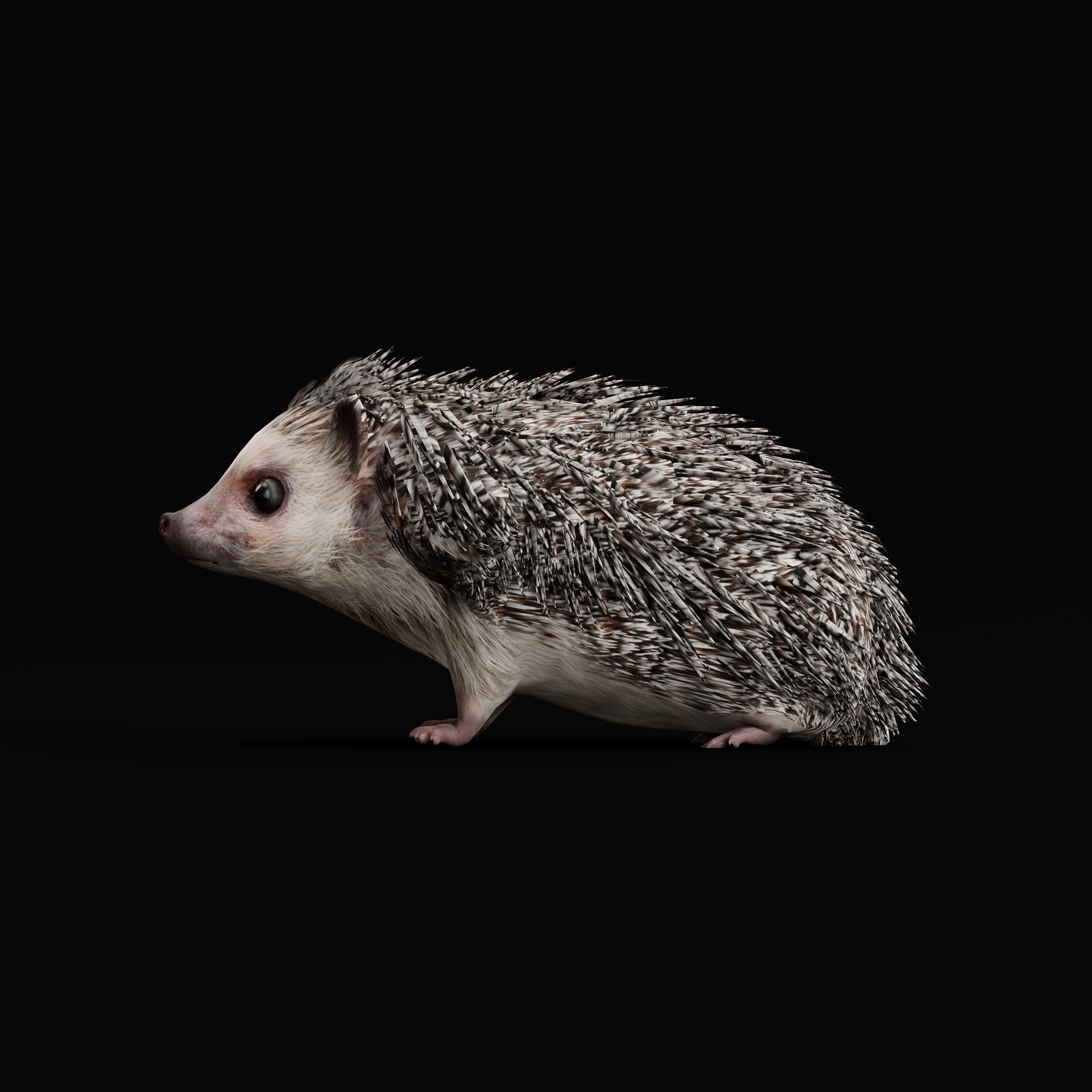 African Pygmy Hedgehog Low-poly 3D model_50