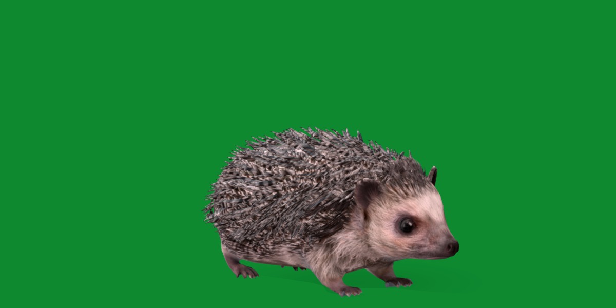 African Pygmy Hedgehog Low-poly 3D model_29