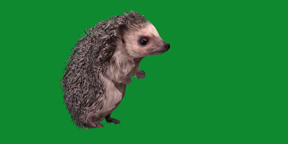 African Pygmy Hedgehog Low-poly 3D model_34