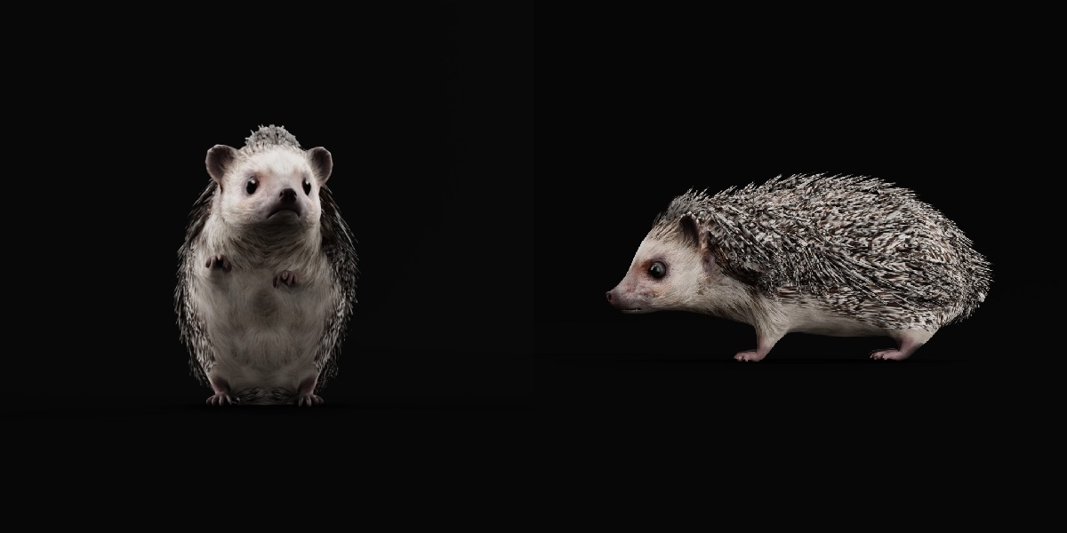 African Pygmy Hedgehog Low-poly 3D model_8