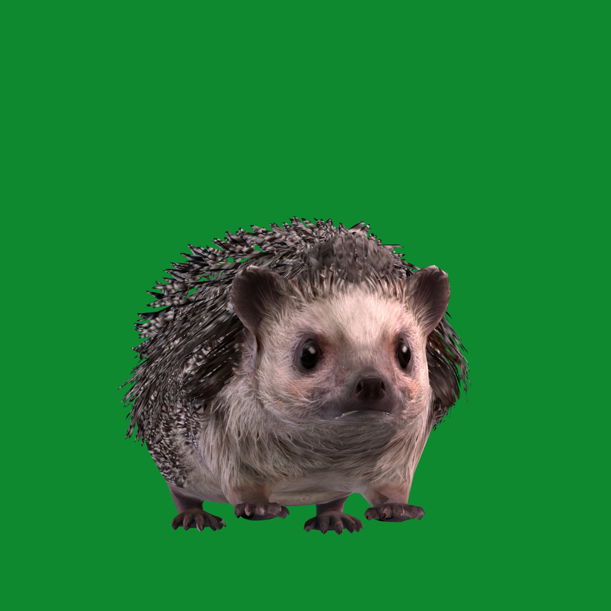 African Pygmy Hedgehog Low-poly 3D model_32