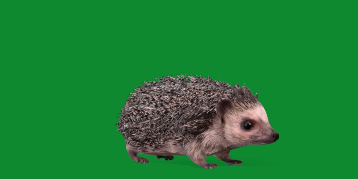 African Pygmy Hedgehog Low-poly 3D model_37