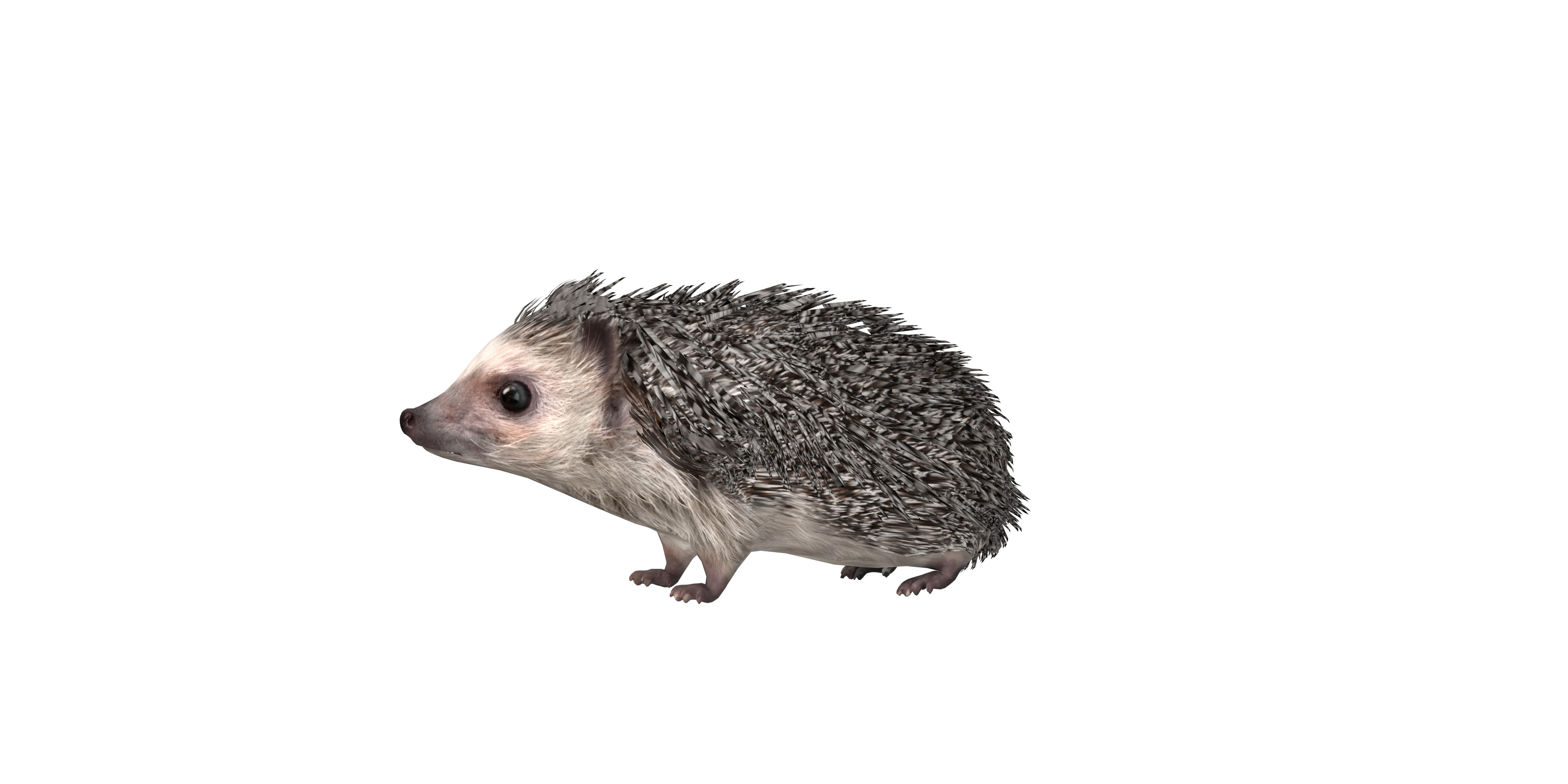 African Pygmy Hedgehog Low-poly 3D model_2