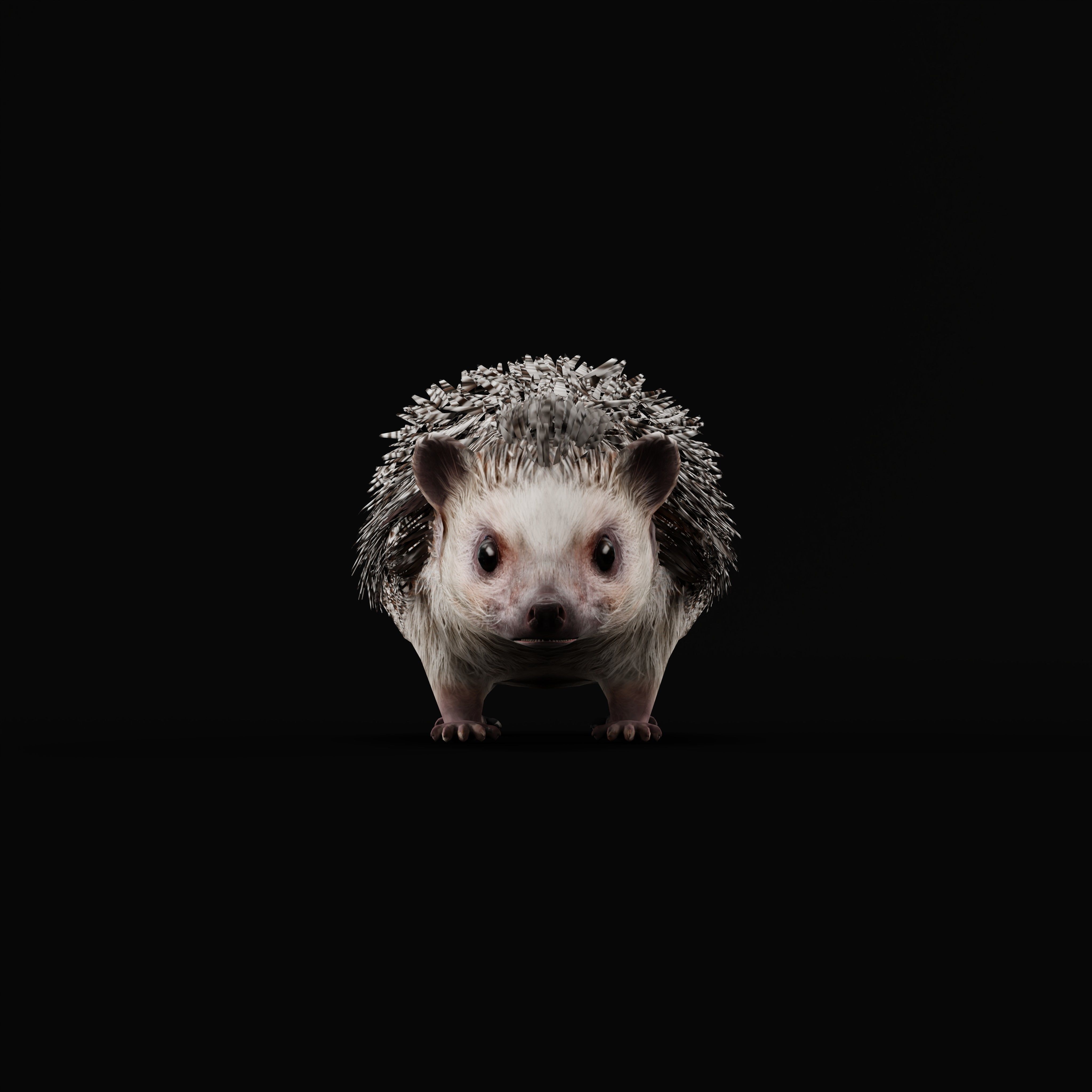 African Pygmy Hedgehog Low-poly 3D model_45
