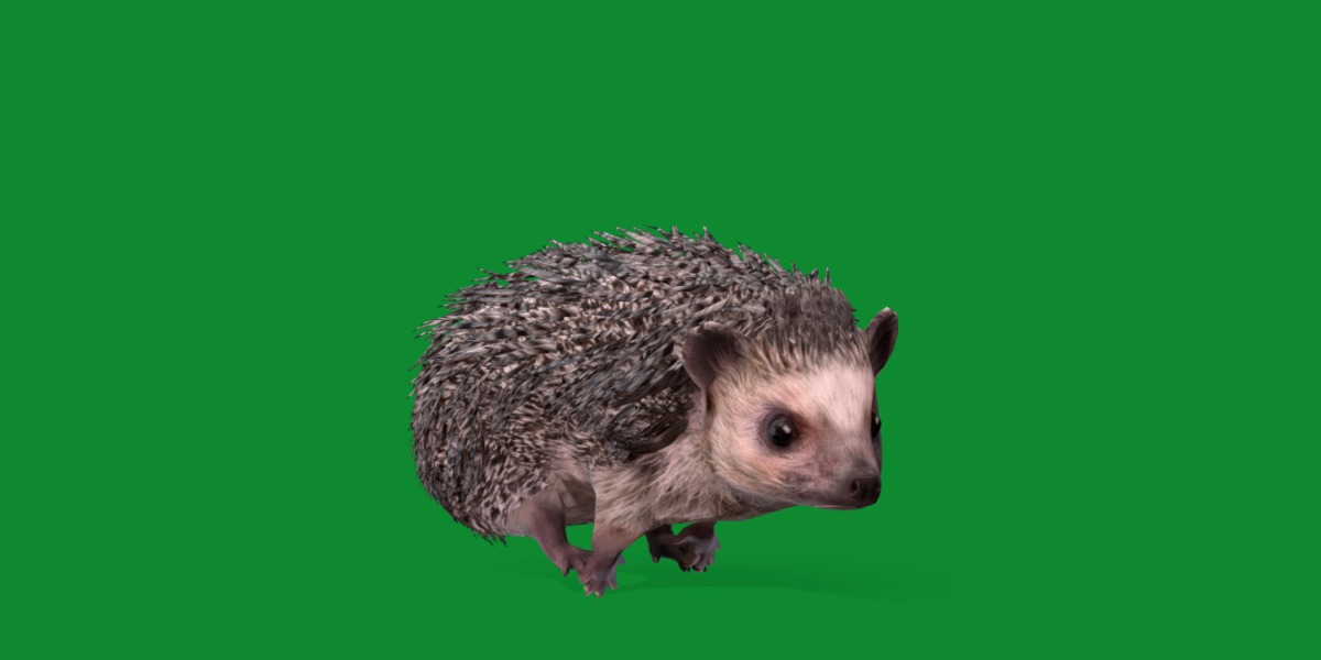 African Pygmy Hedgehog Low-poly 3D model_30