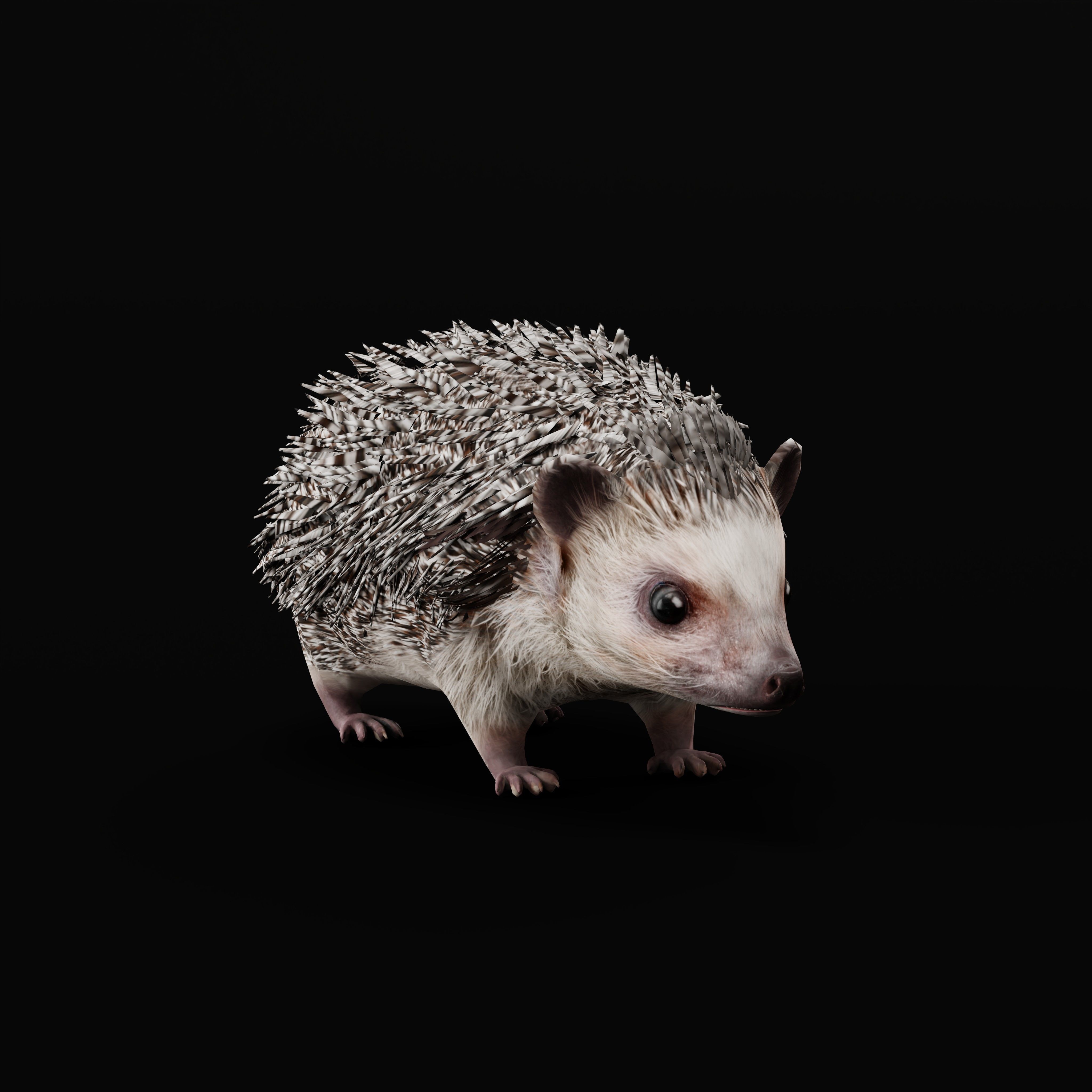 African Pygmy Hedgehog Low-poly 3D model_46