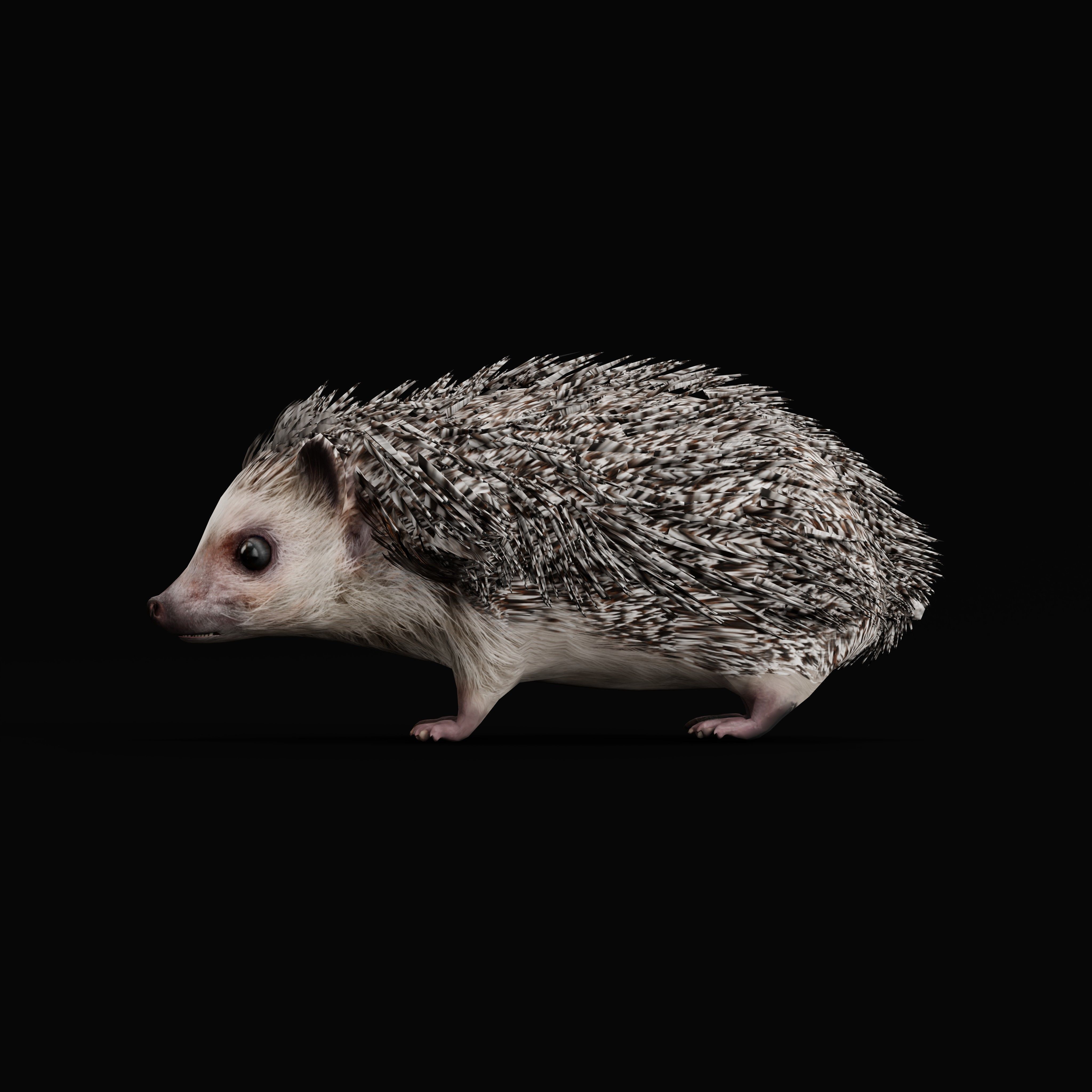 African Pygmy Hedgehog Low-poly 3D model_43