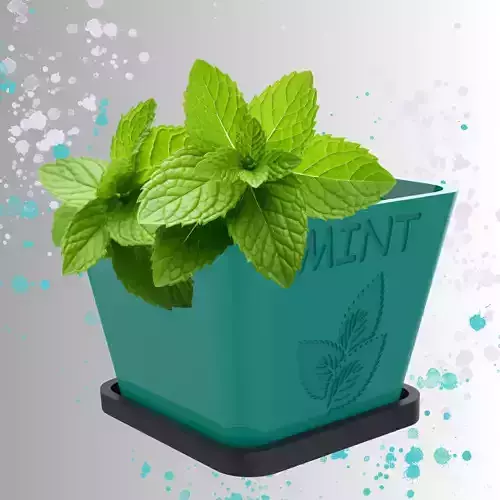 Mint Pot Planter