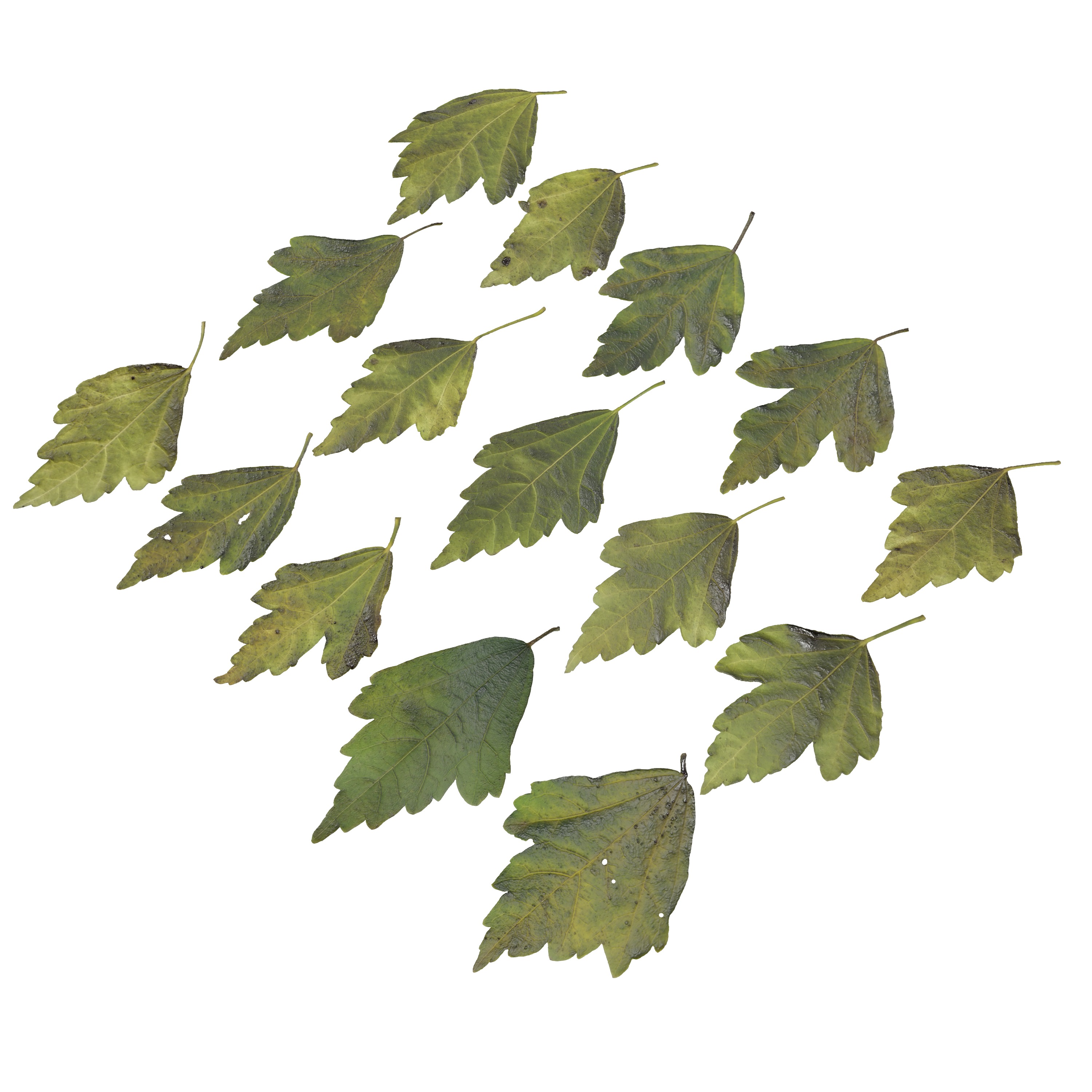 Hibiscus Leaves Leaf Autumn Fall  Low-poly 3D model_7