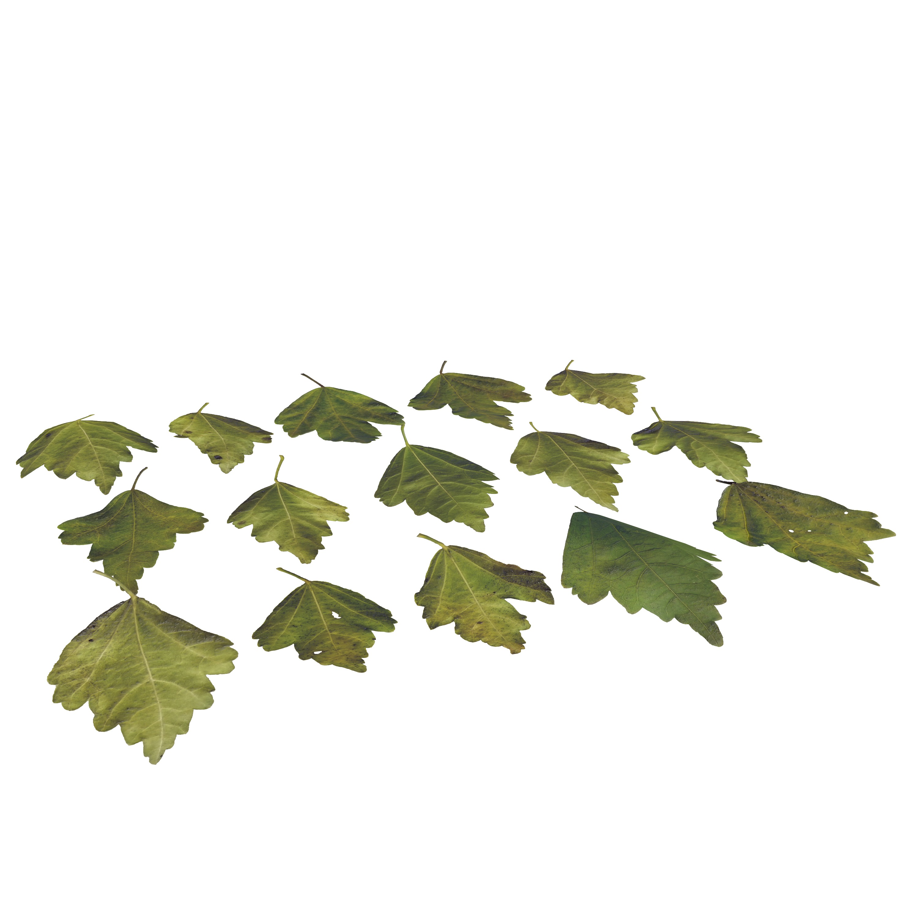 Hibiscus Leaves Leaf Autumn Fall  Low-poly 3D model_2