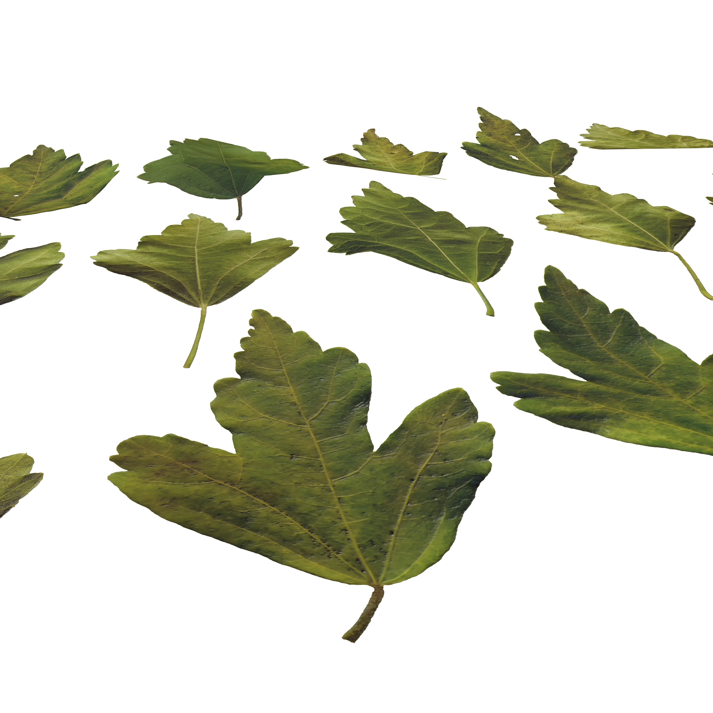 Hibiscus Leaves Leaf Autumn Fall  Low-poly 3D model_3
