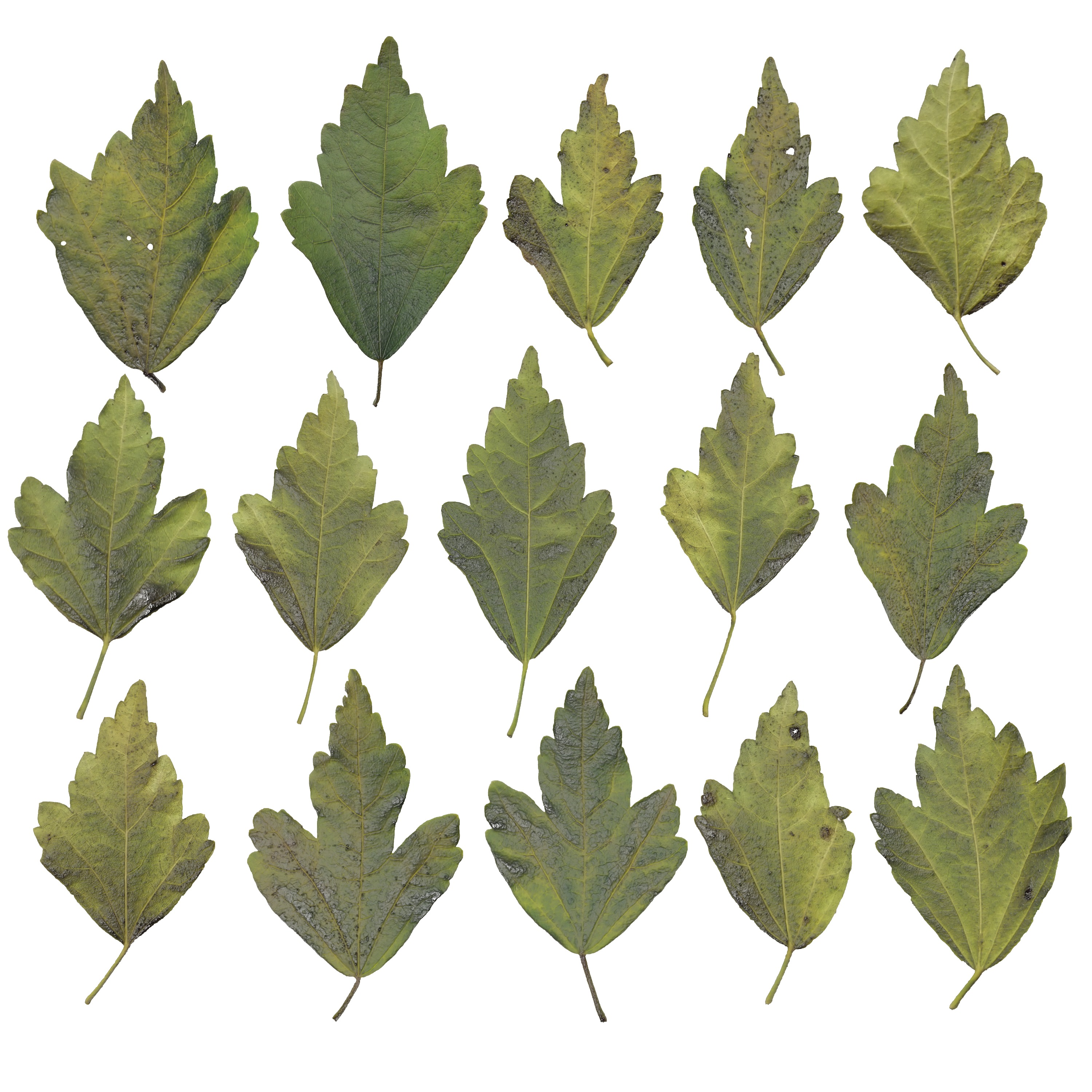 Hibiscus Leaves Leaf Autumn Fall  Low-poly 3D model_5