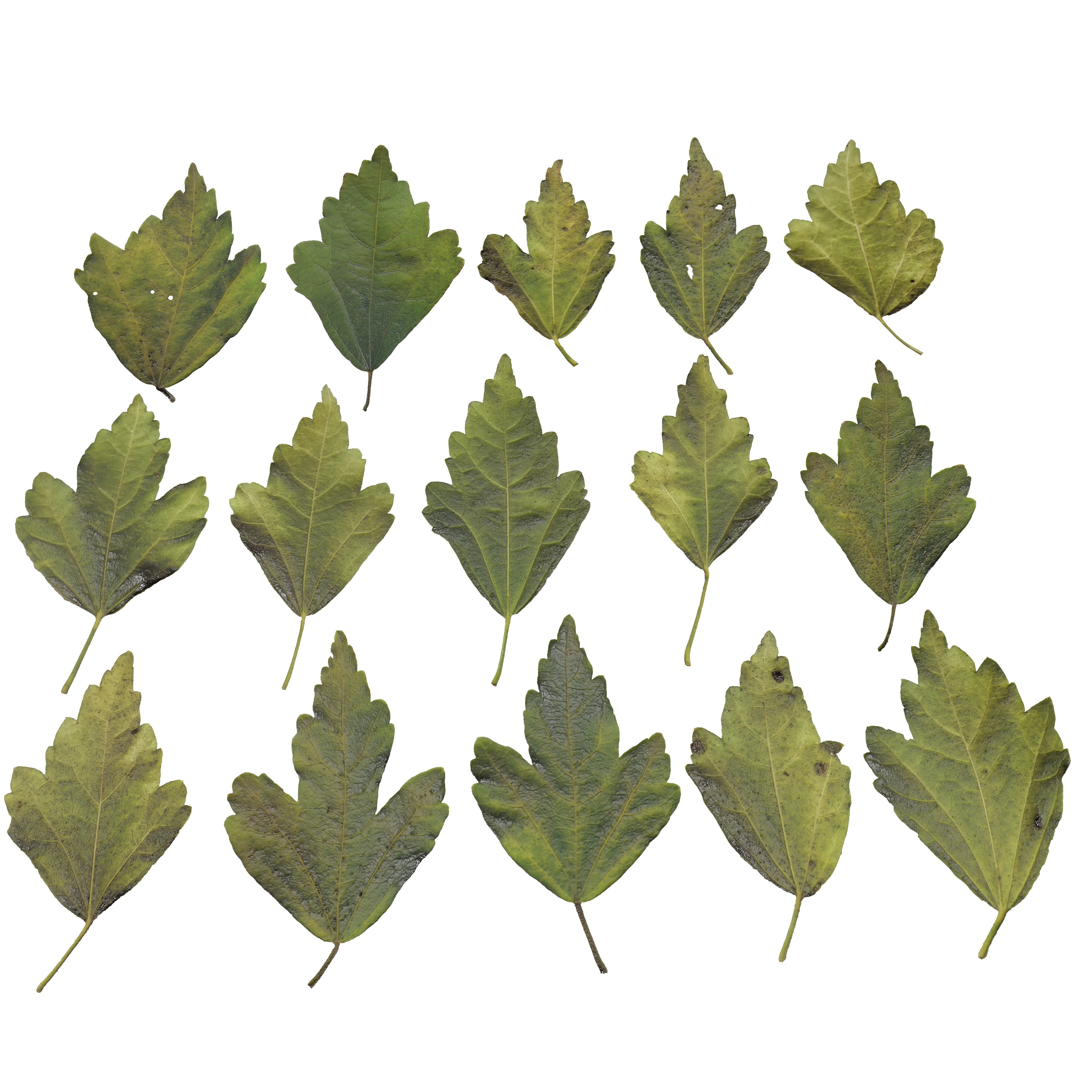 Hibiscus Leaves Leaf Autumn Fall  Low-poly 3D model_8