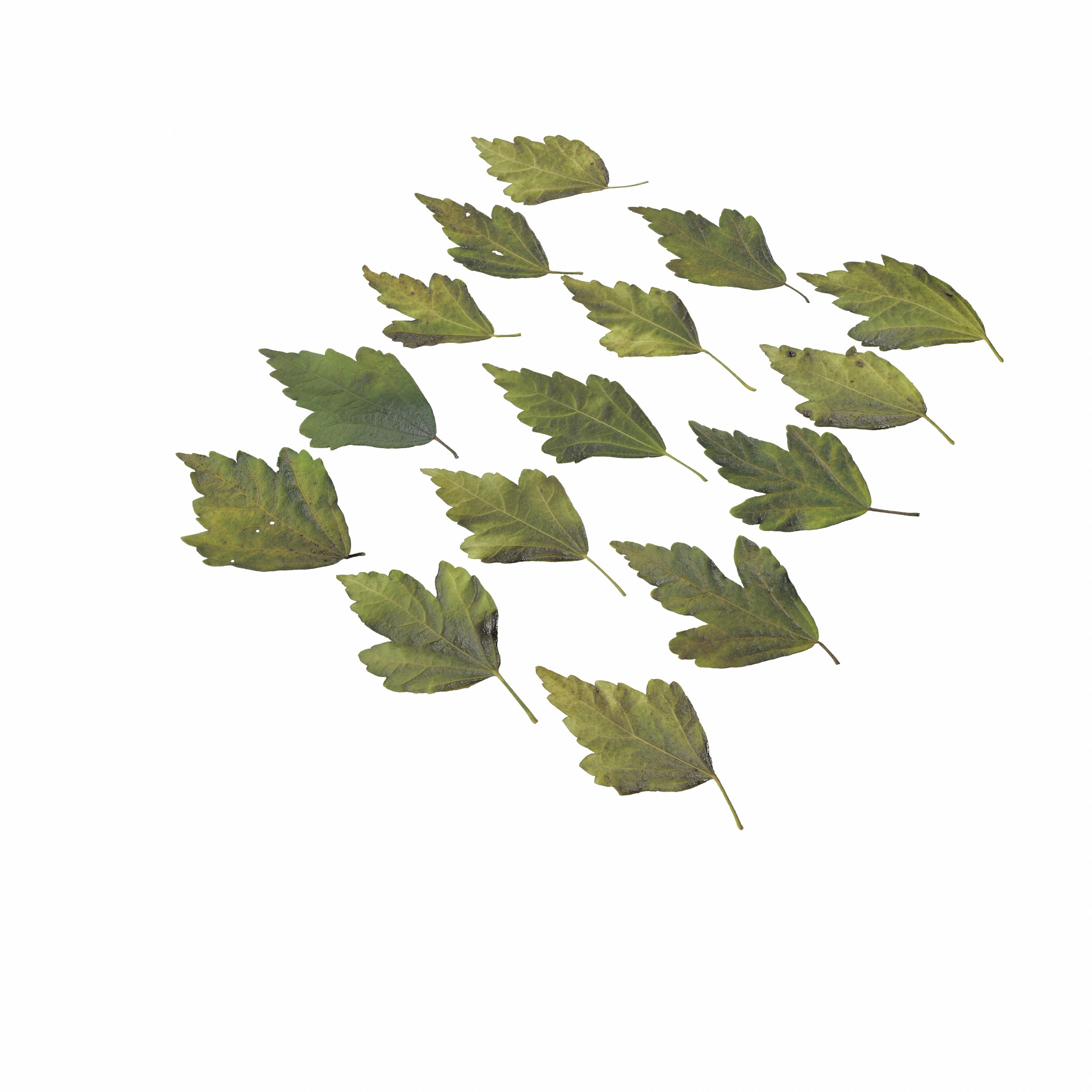 Hibiscus Leaves Leaf Autumn Fall  Low-poly 3D model_17