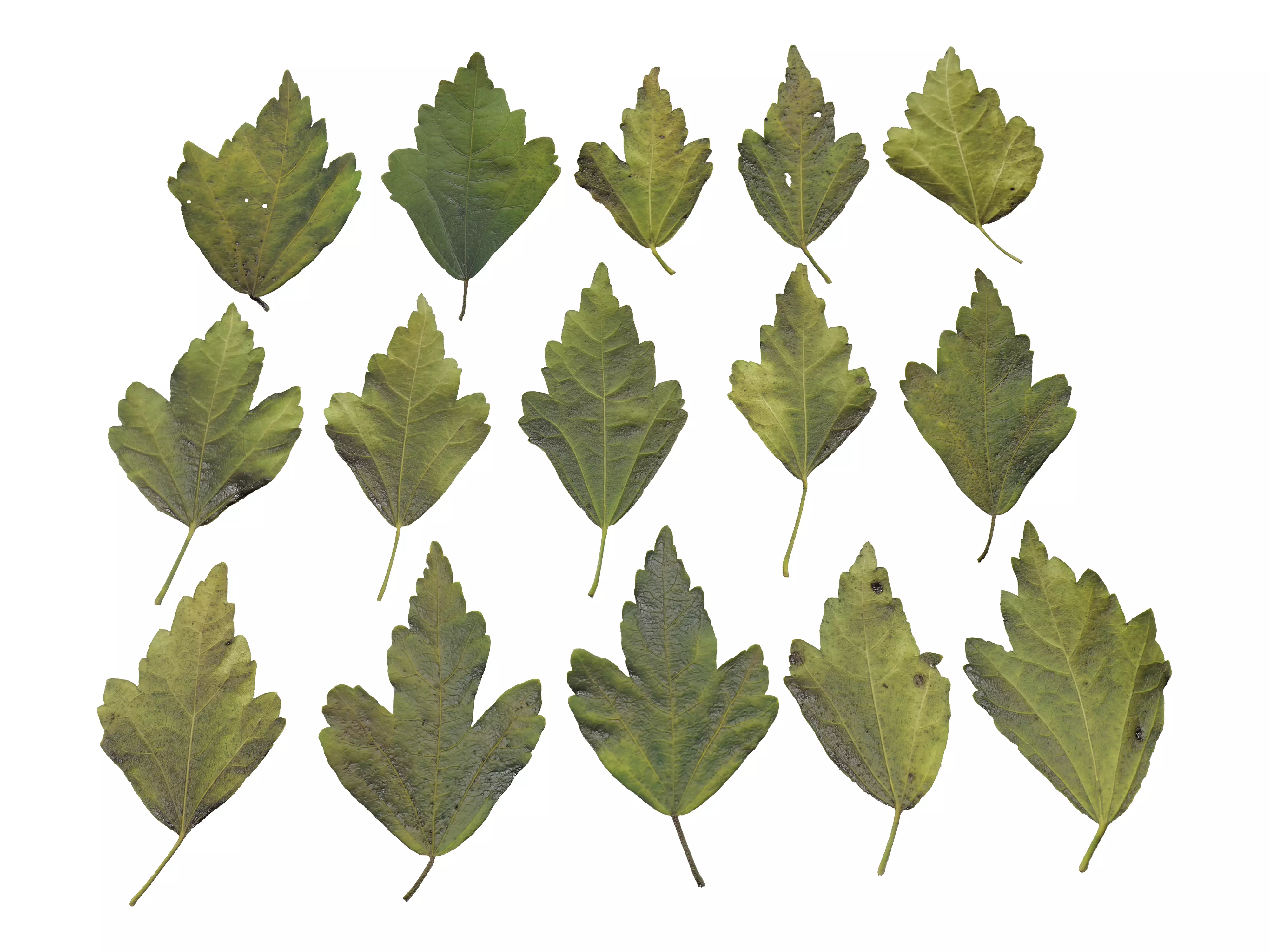 Hibiscus Leaves Leaf Autumn Fall  Low-poly 3D model_0