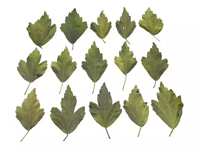 Hibiscus Leaves Leaf Autumn Fall  Low-poly 3D model