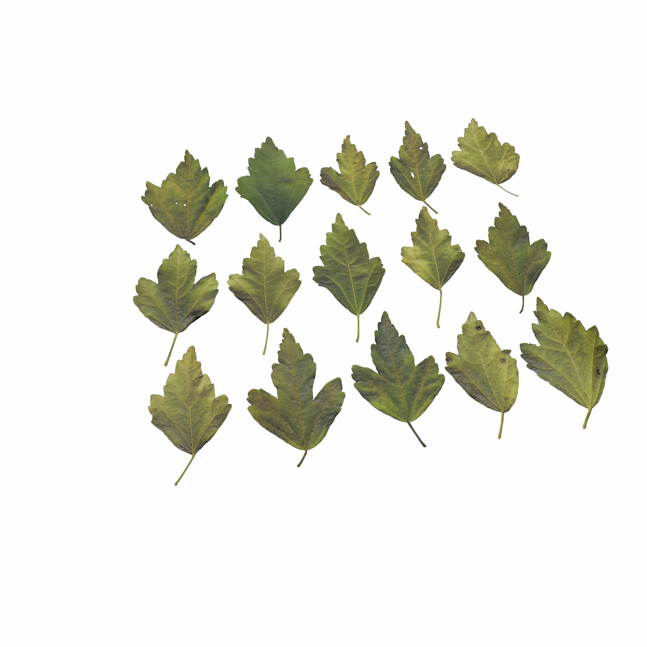 Hibiscus Leaves Leaf Autumn Fall  Low-poly 3D model_15