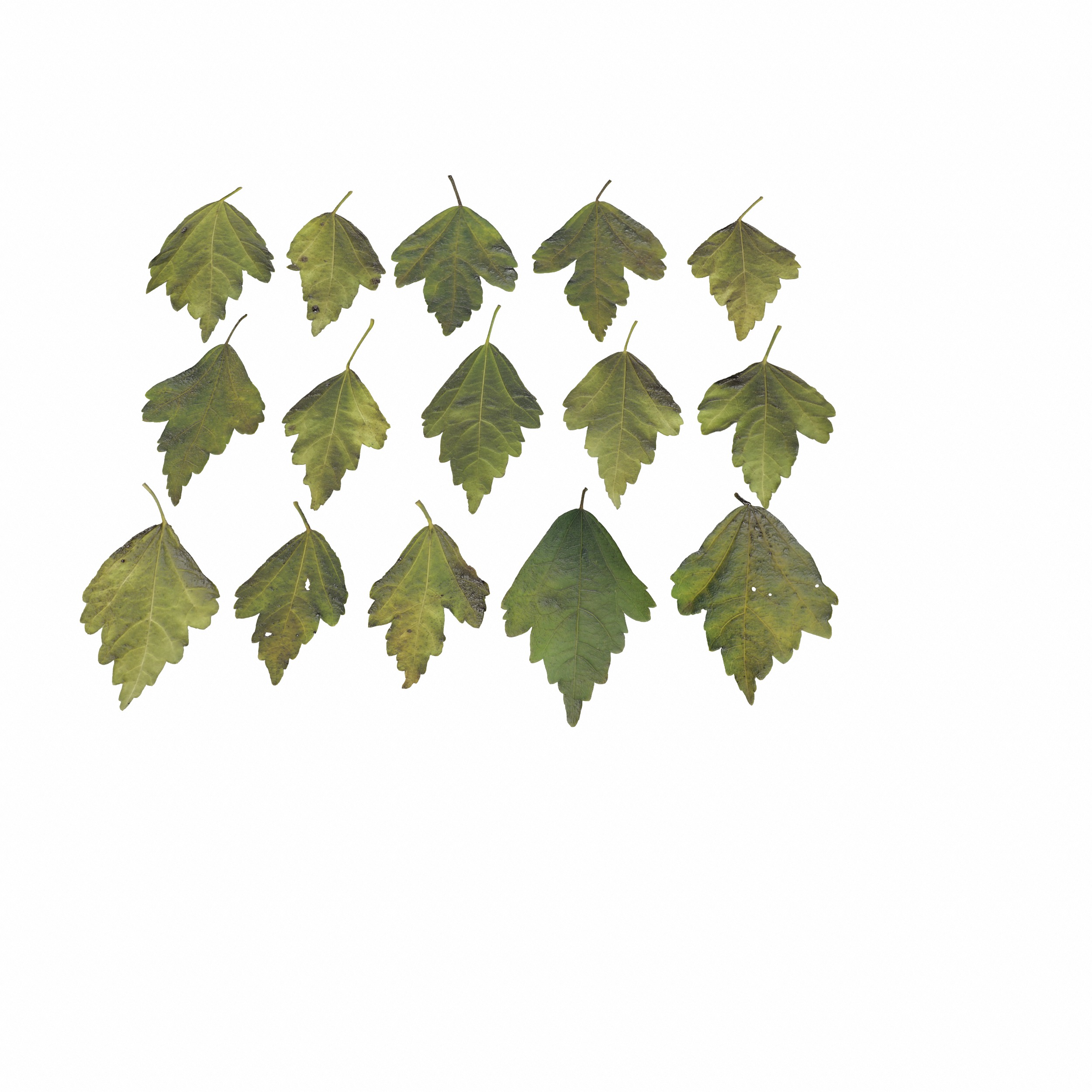 Hibiscus Leaves Leaf Autumn Fall  Low-poly 3D model_16