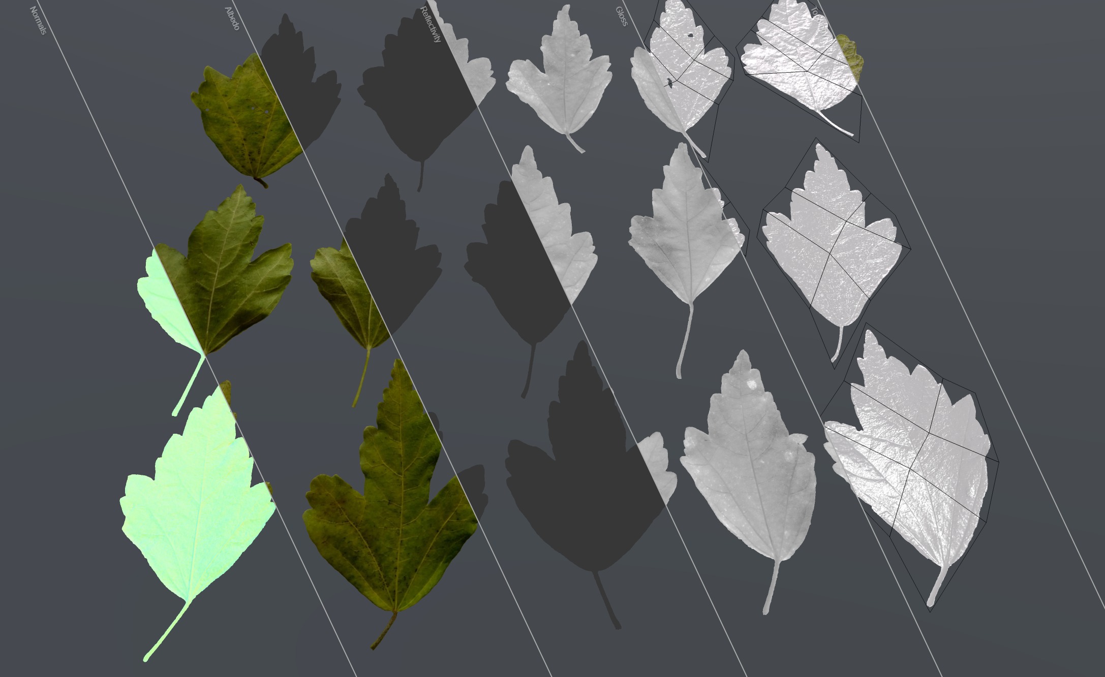 Hibiscus Leaves Leaf Autumn Fall  Low-poly 3D model_13