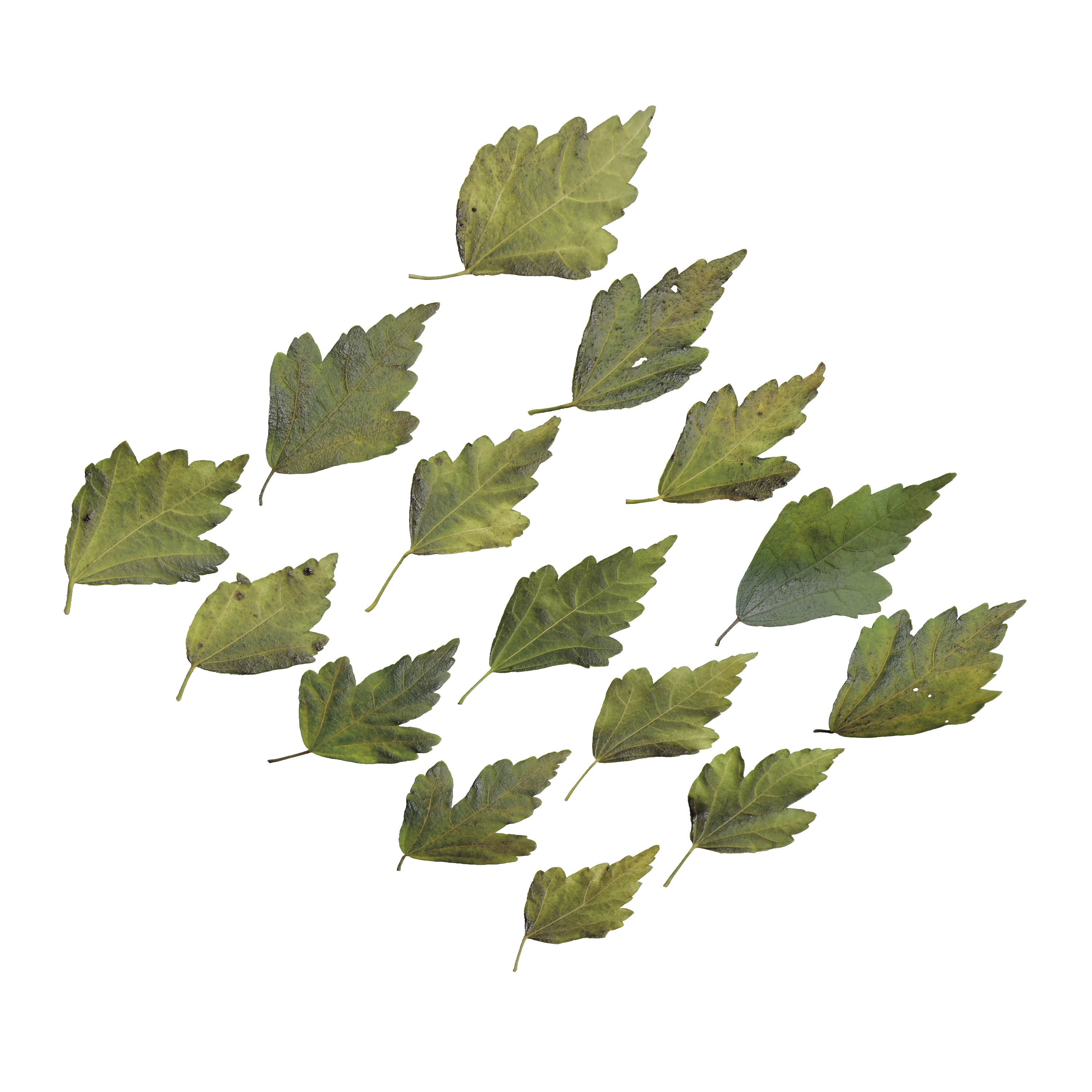 Hibiscus Leaves Leaf Autumn Fall  Low-poly 3D model_6