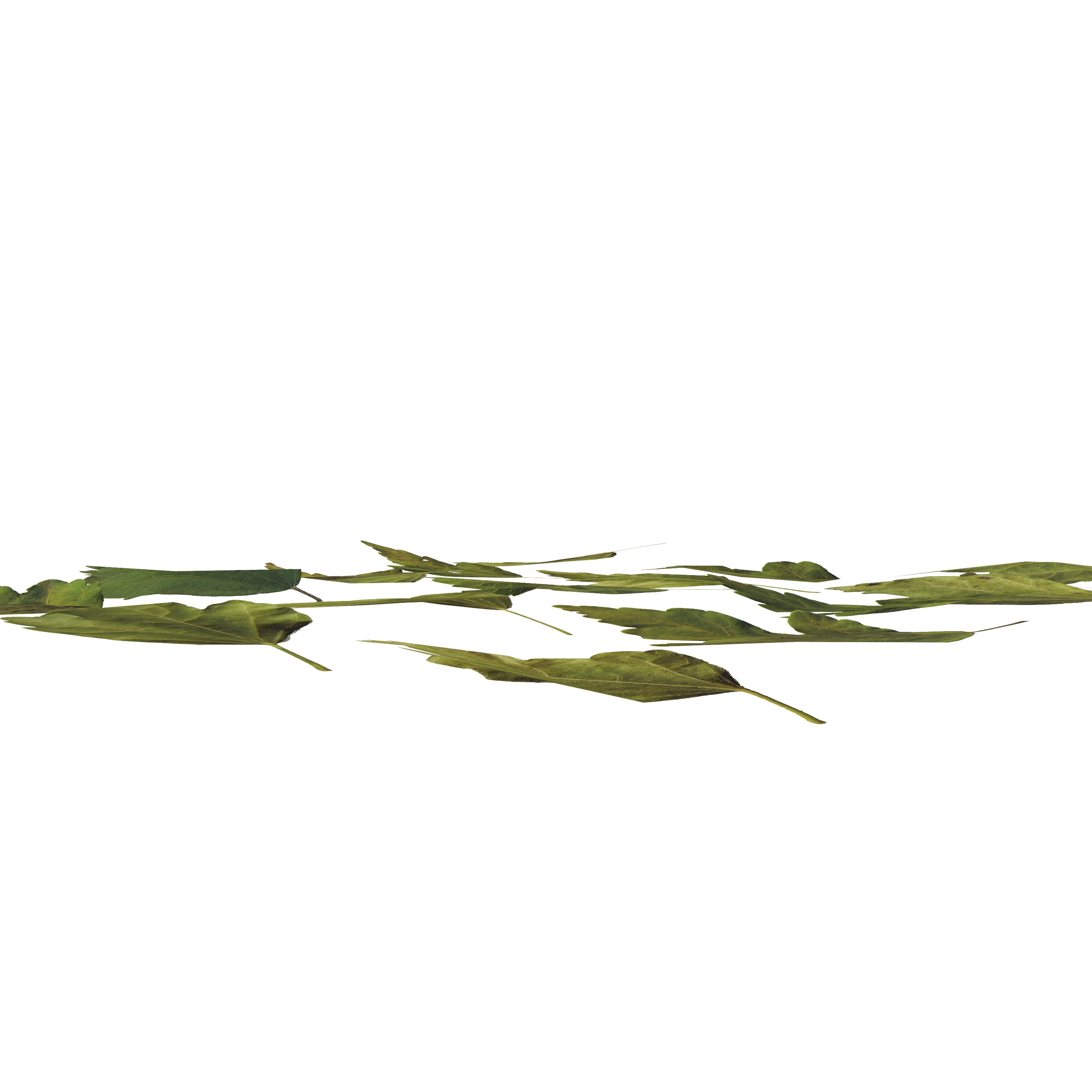 Hibiscus Leaves Leaf Autumn Fall  Low-poly 3D model_10