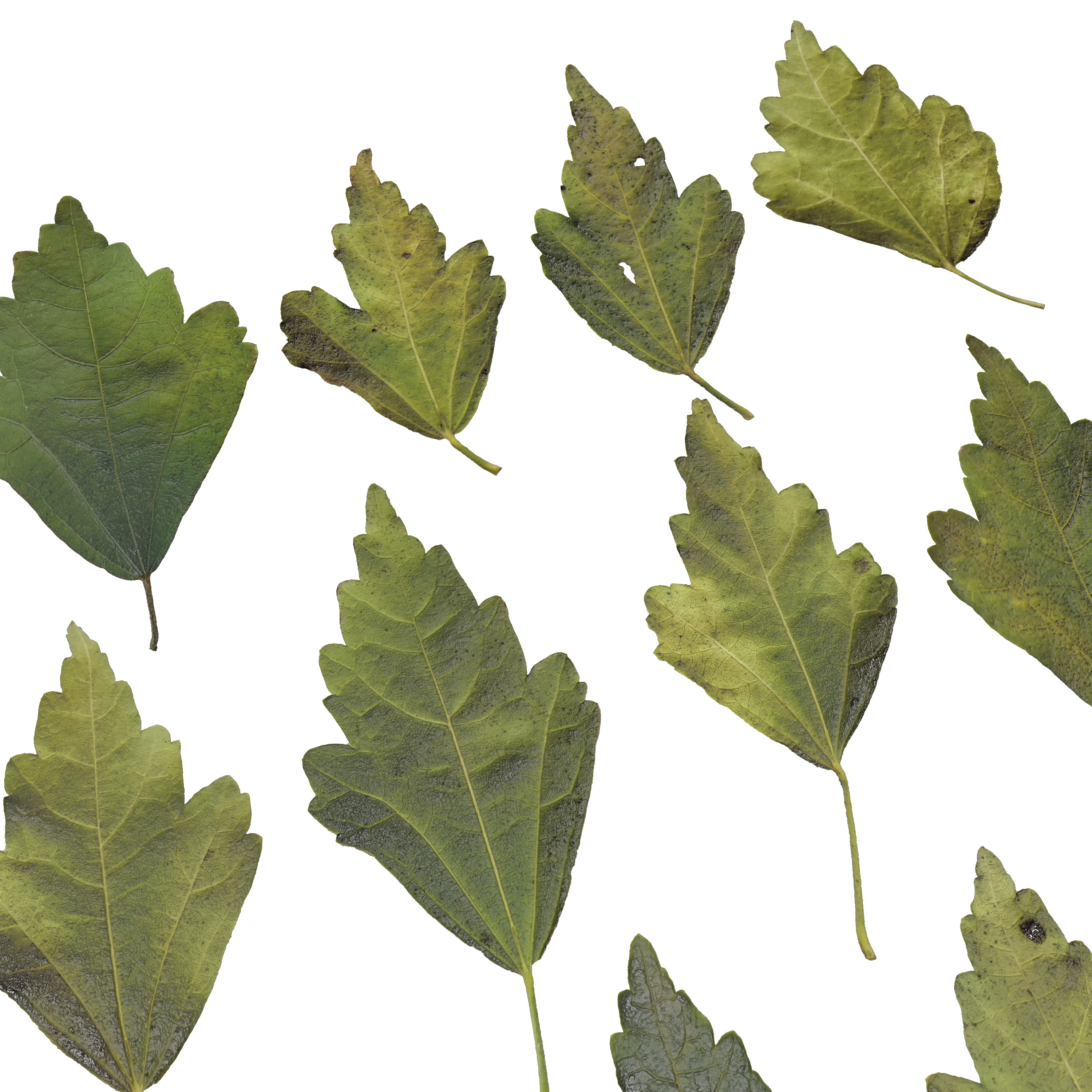 Hibiscus Leaves Leaf Autumn Fall  Low-poly 3D model_4