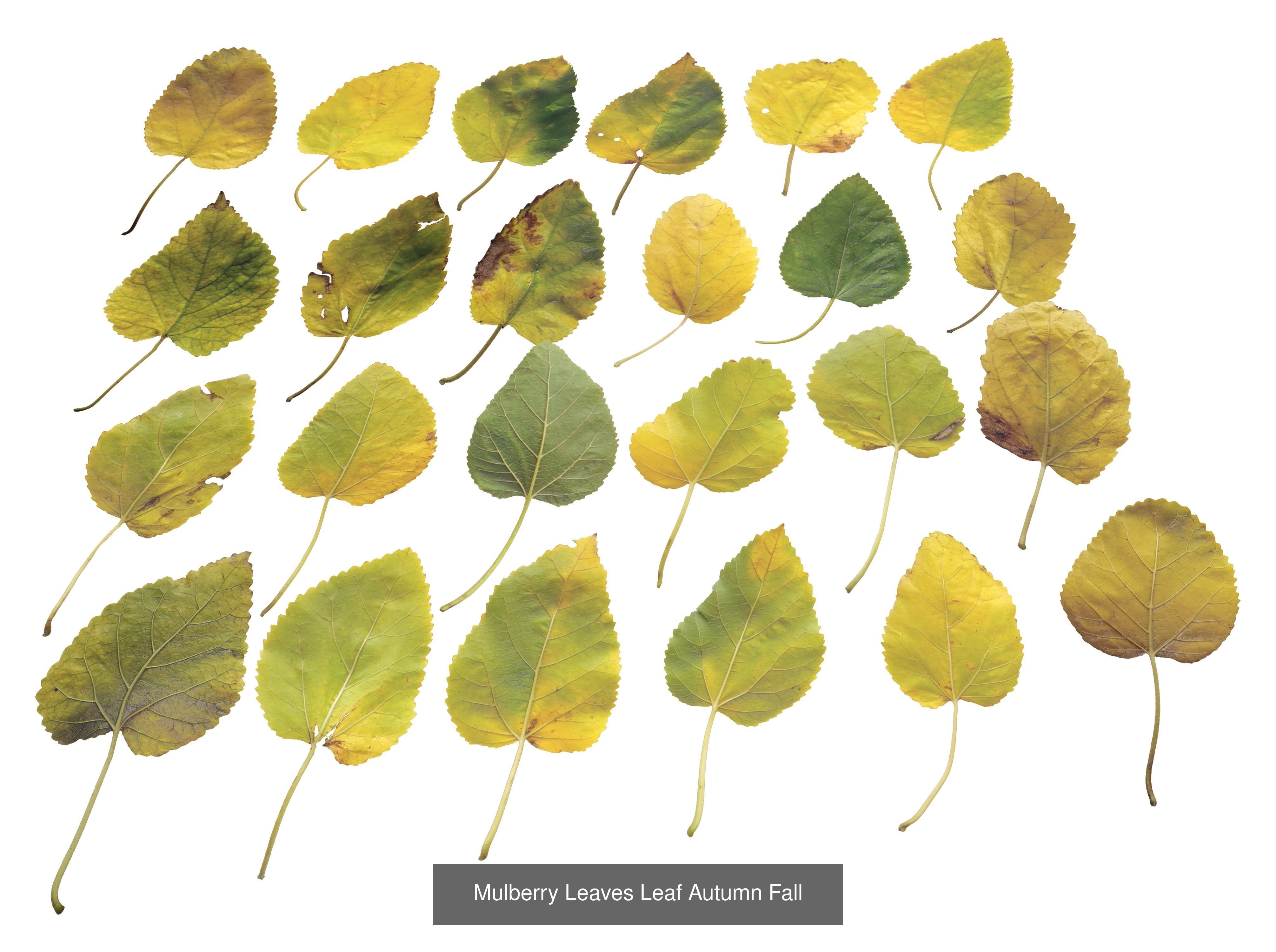 Autumn Leaves Collection  _25