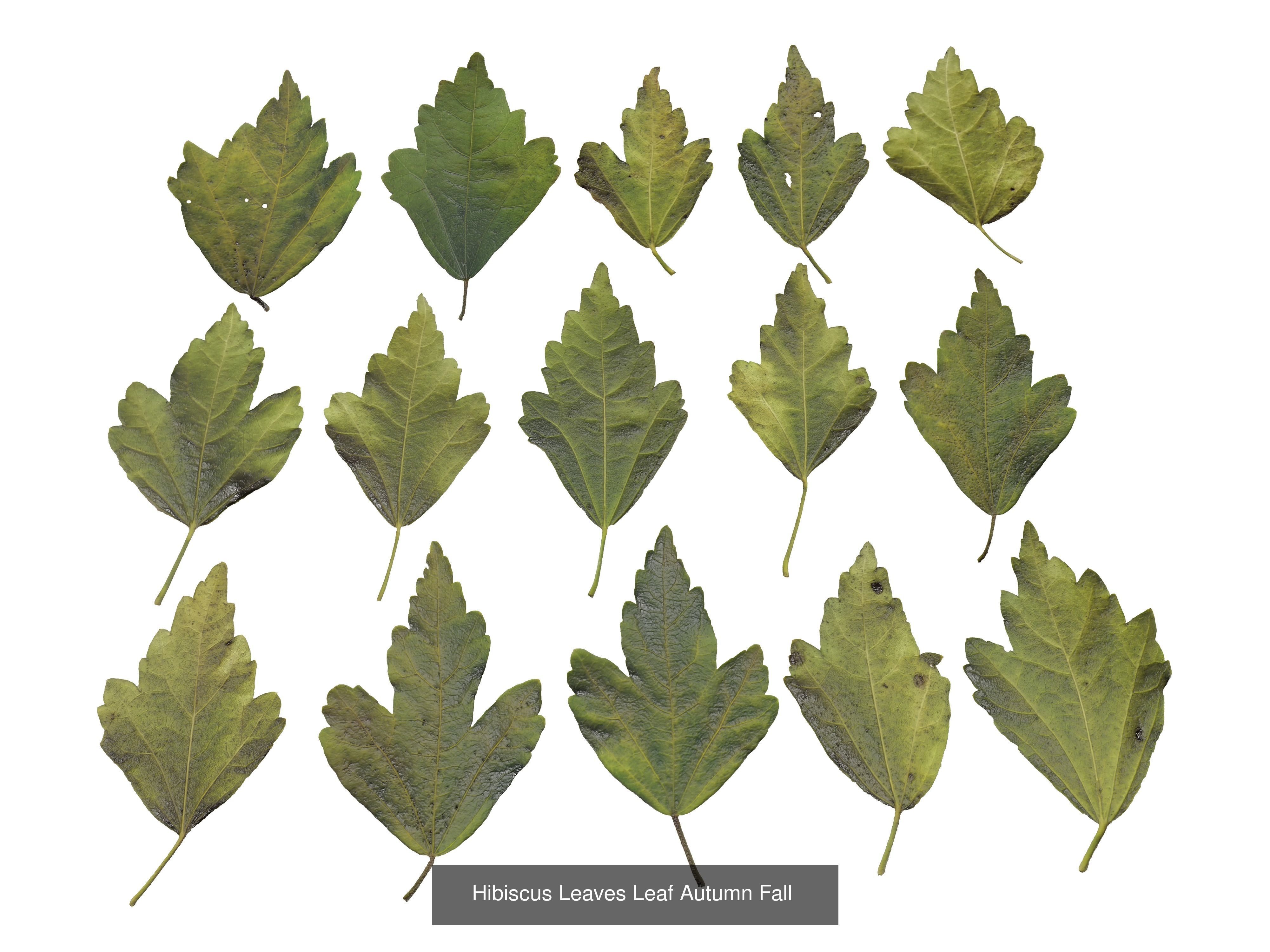 Autumn Leaves Collection  _28