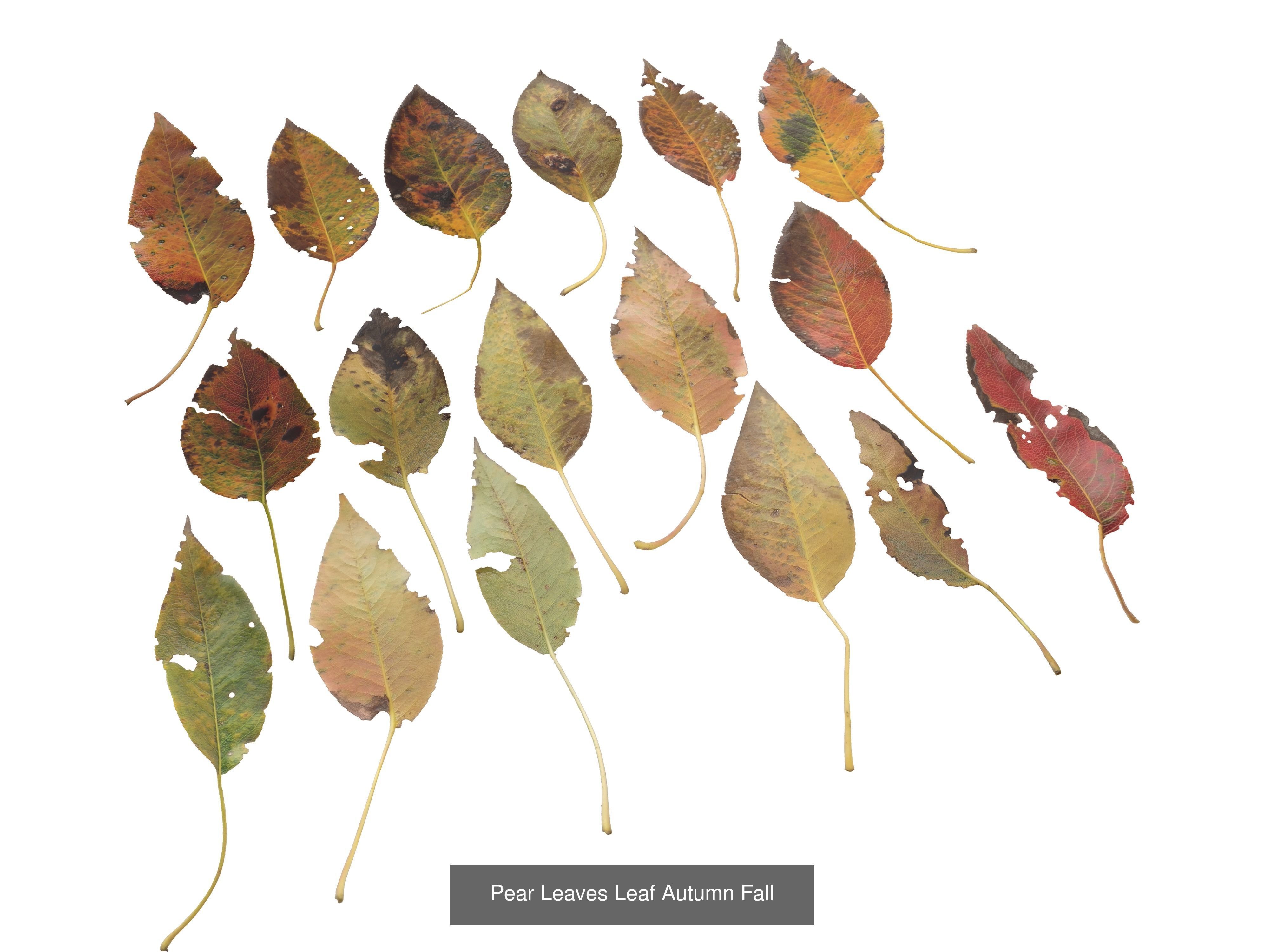 Autumn Leaves Collection  _23