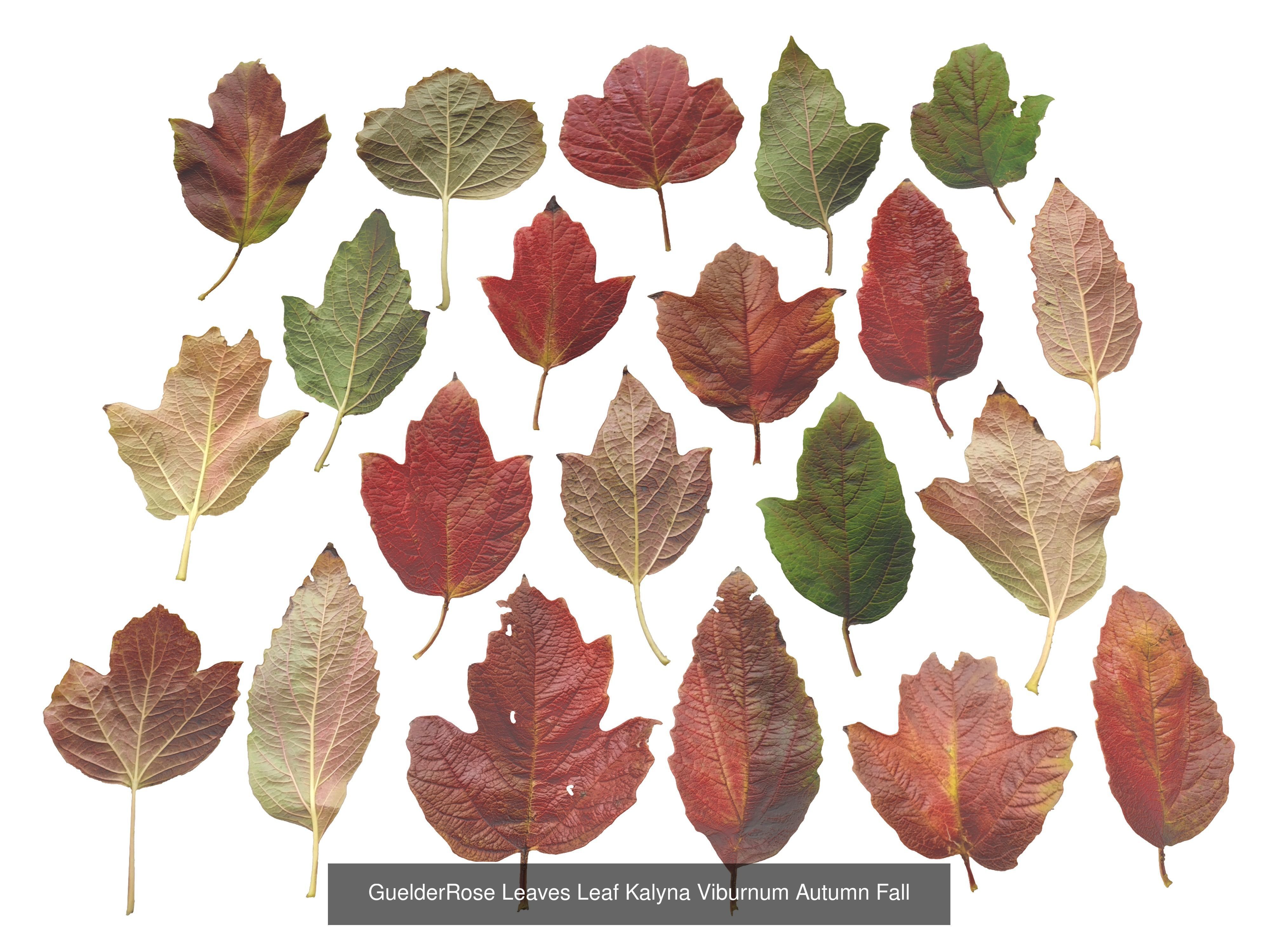 Autumn Leaves Collection  _24