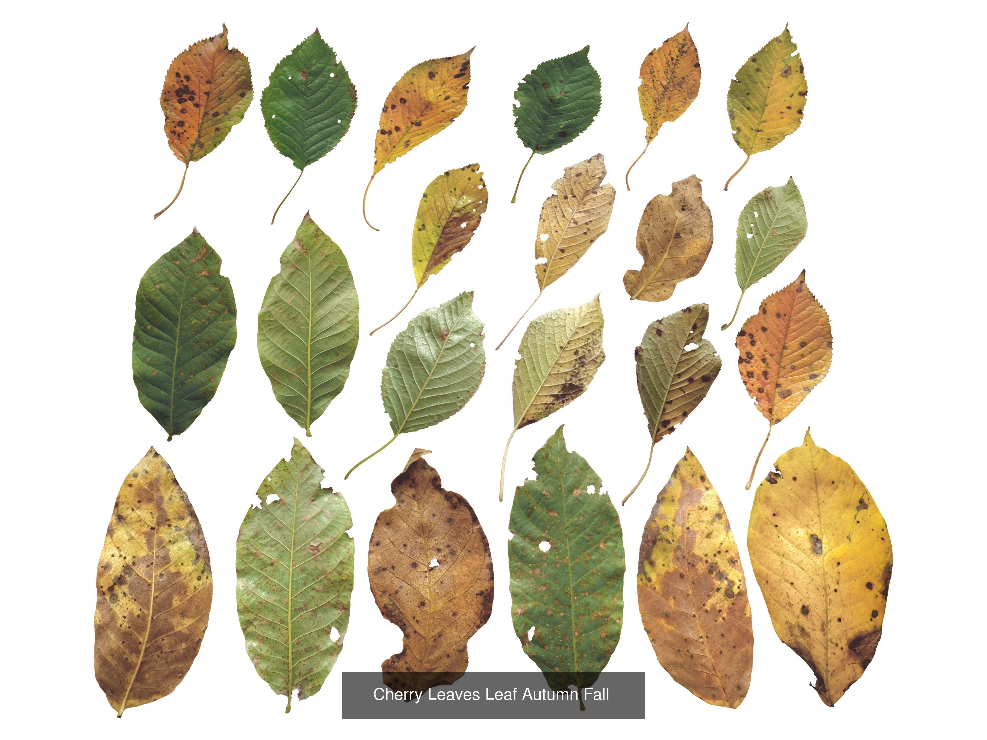 Autumn Leaves Collection  _26