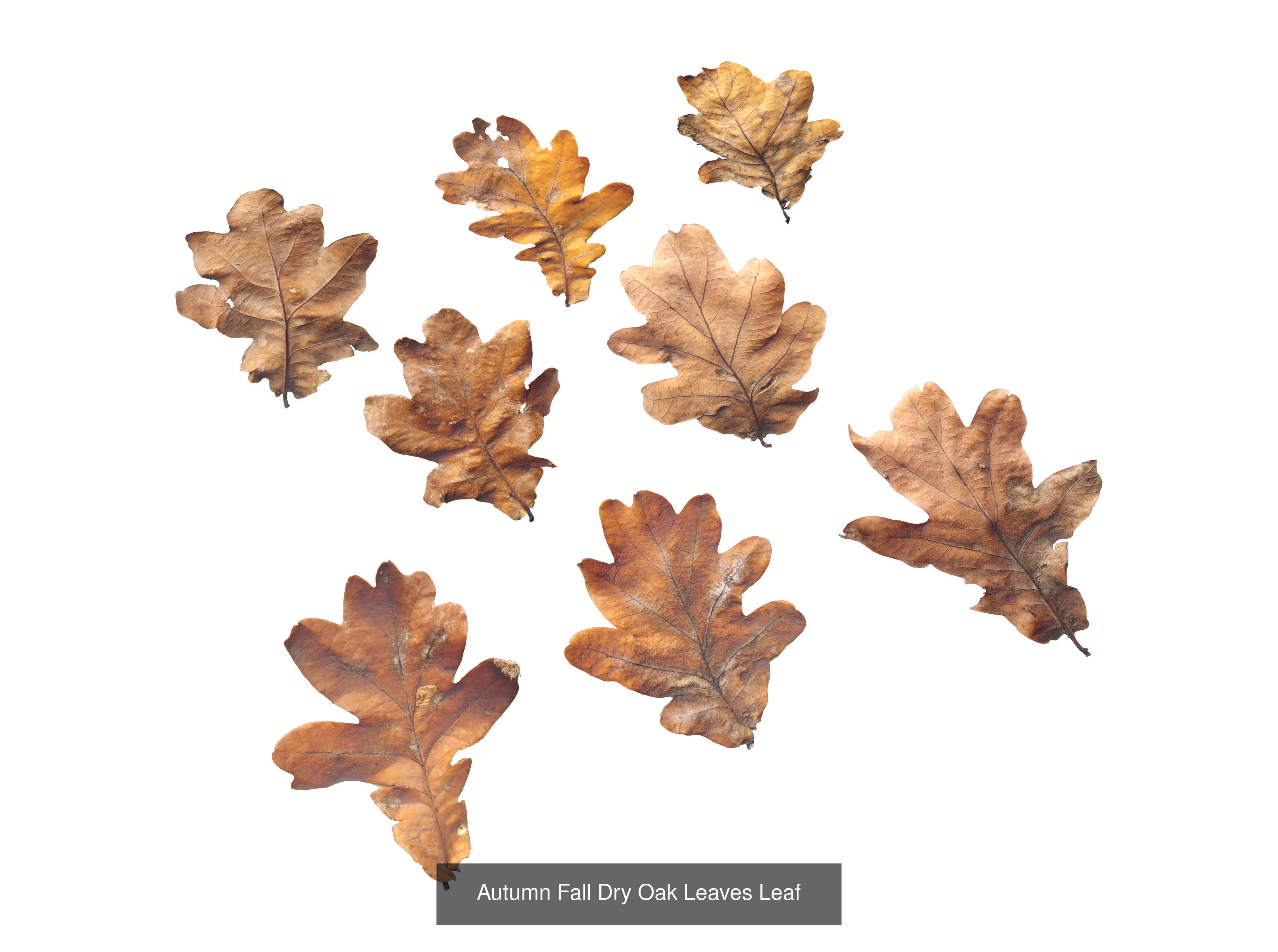 Autumn Leaves Collection  _18