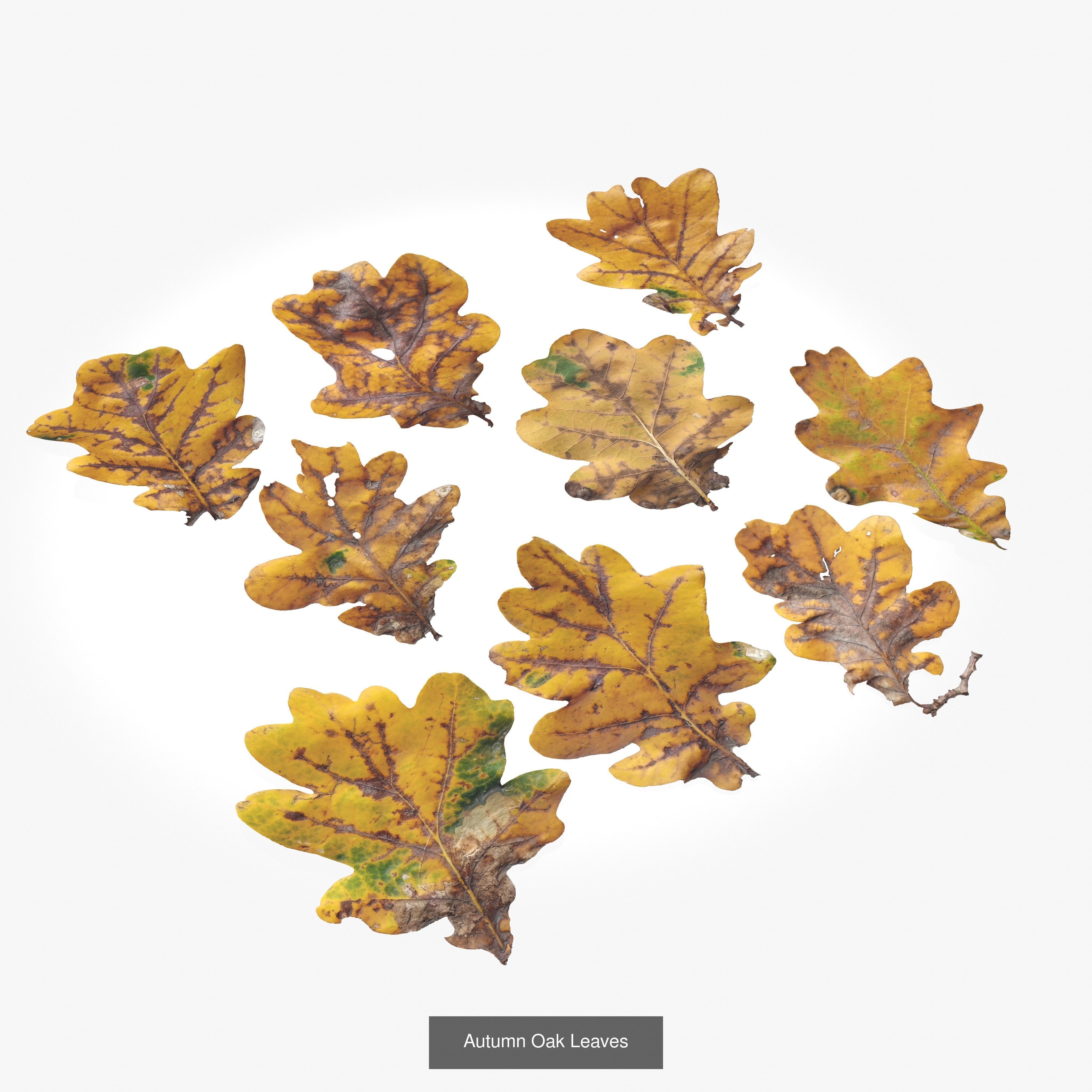 Autumn Leaves Collection  _15