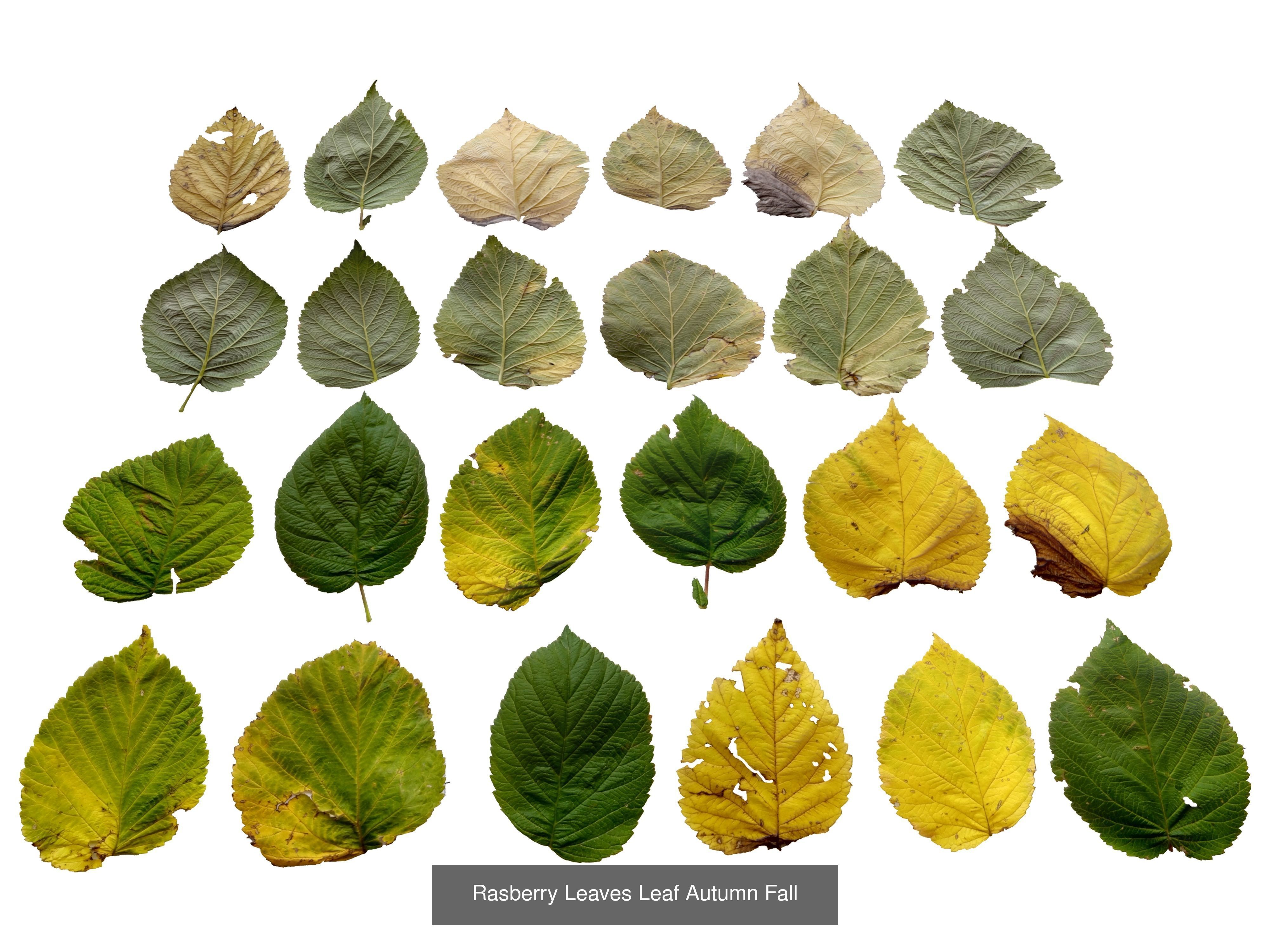 Autumn Leaves Collection  _21