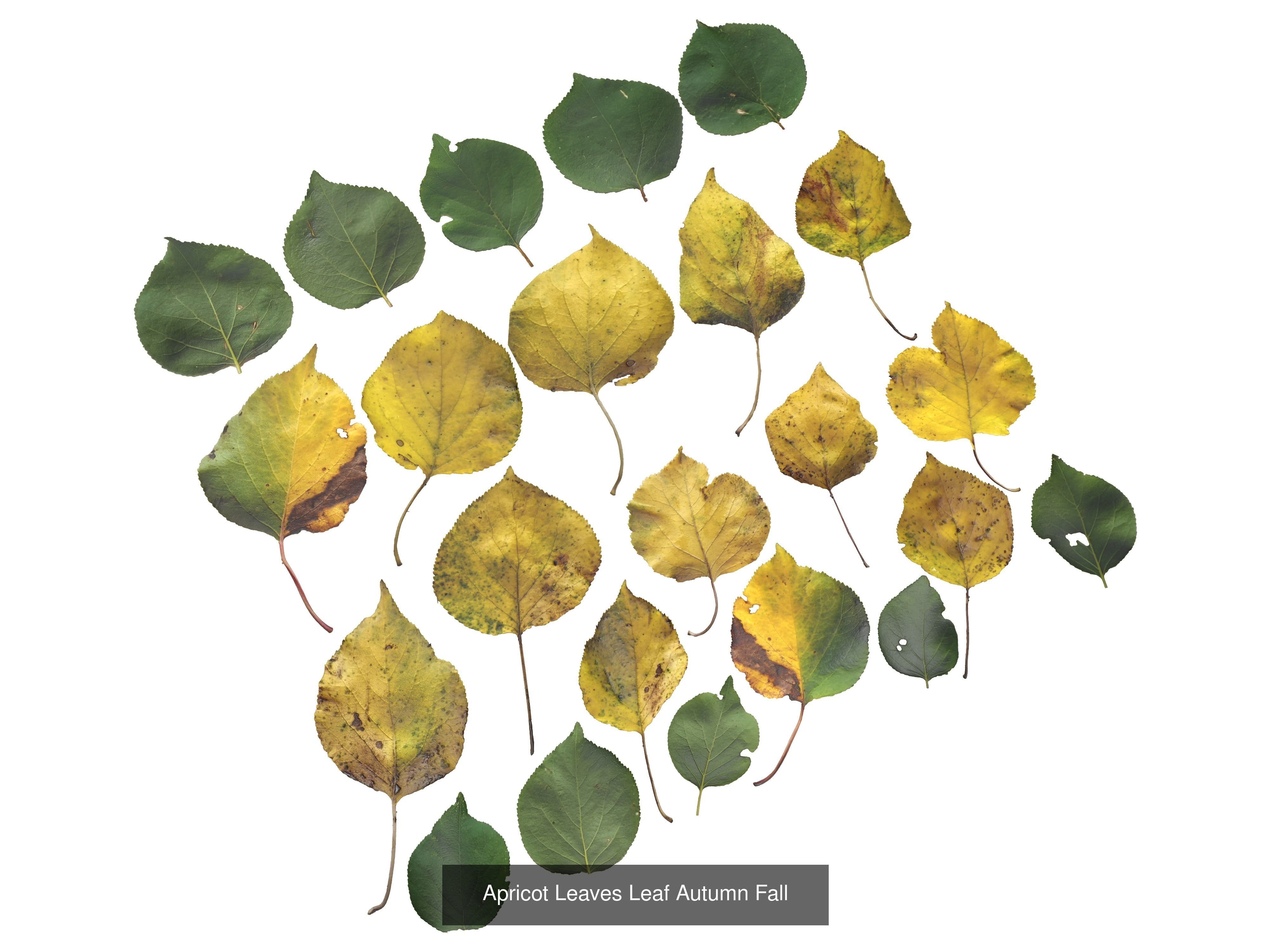 Autumn Leaves Collection  _22