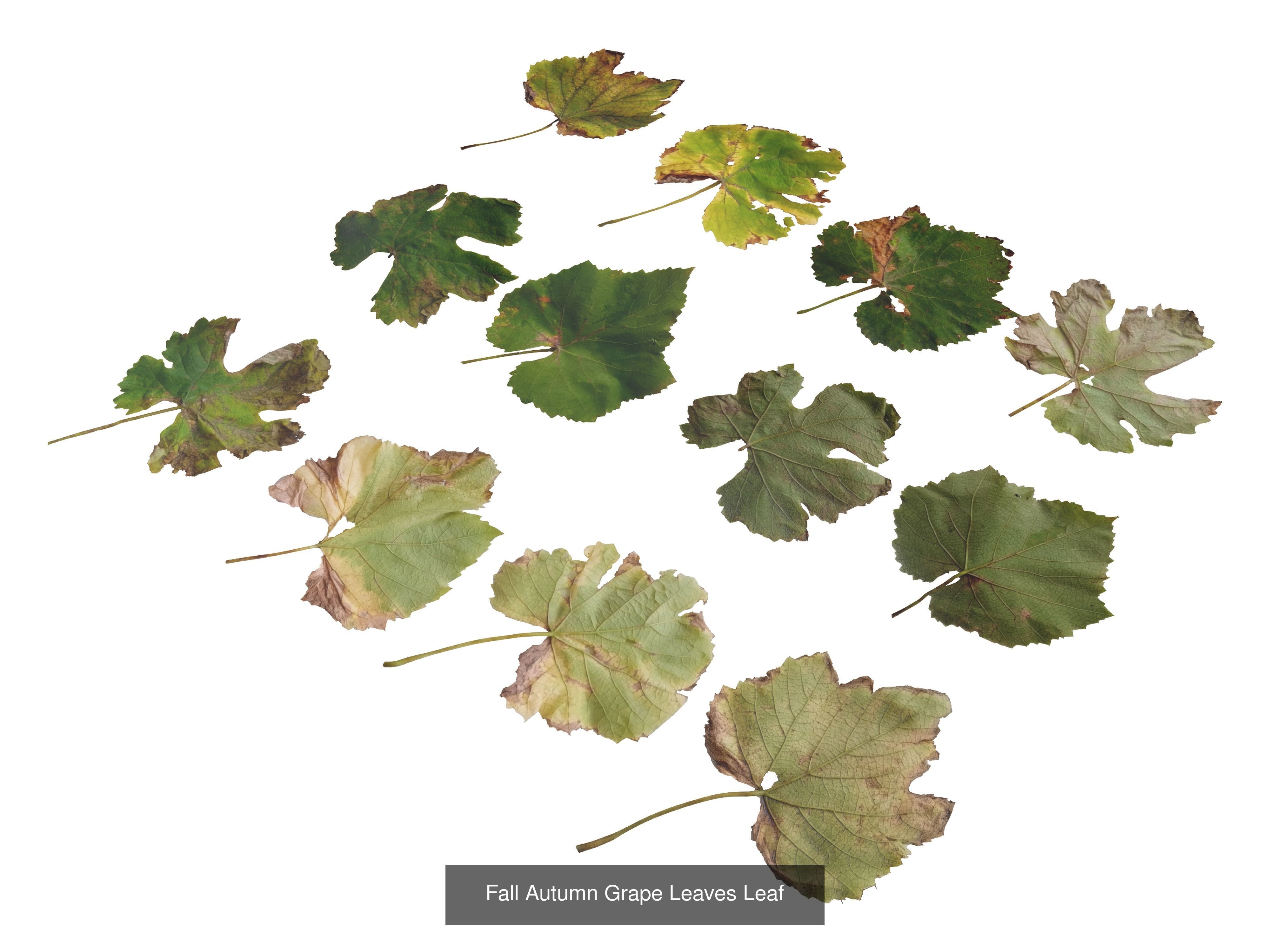 Autumn Leaves Collection  _20