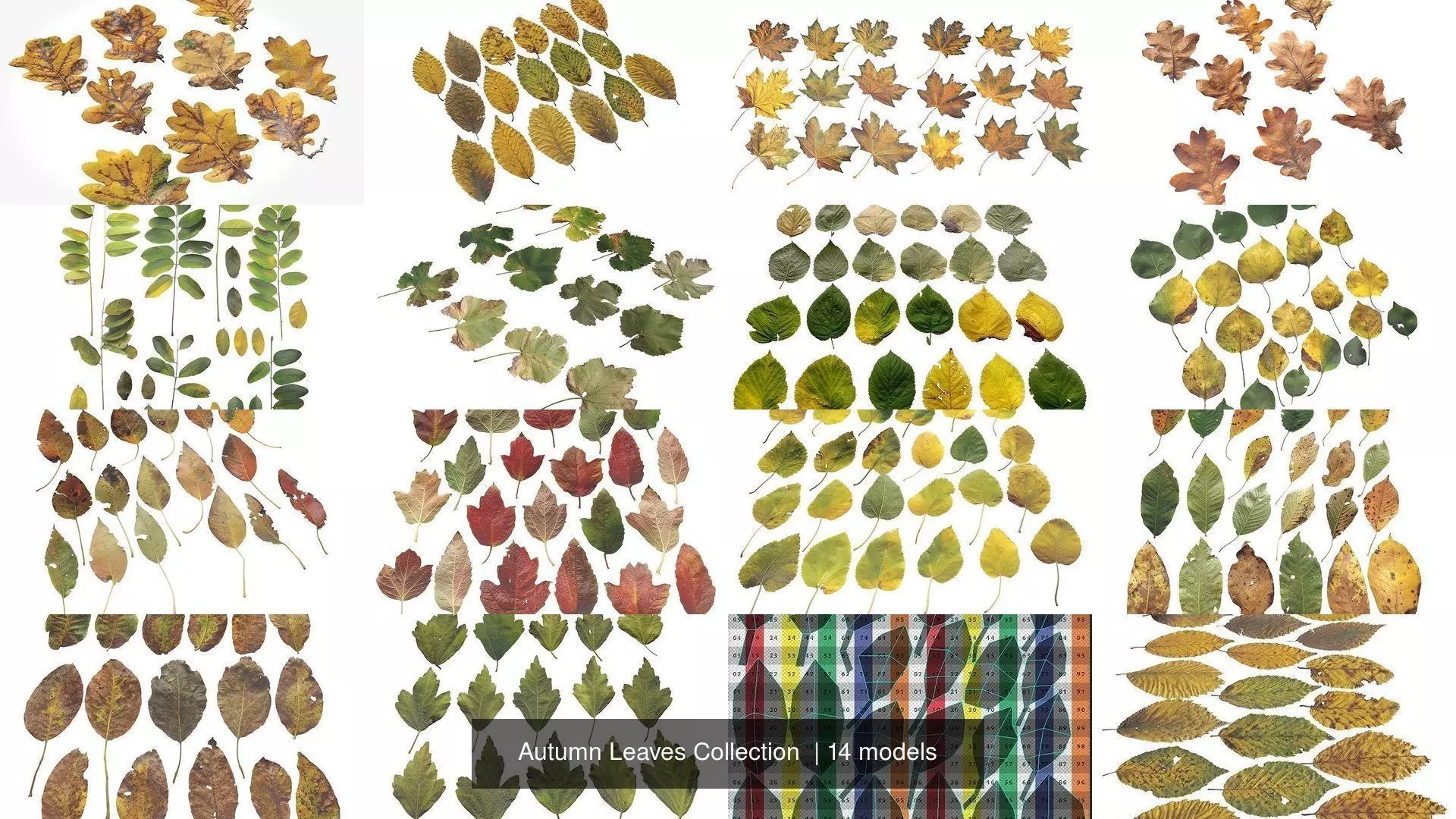 Autumn Leaves Collection  _0