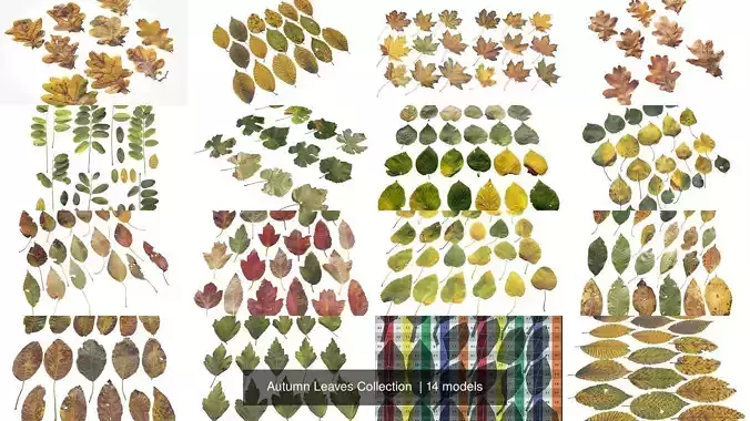 Autumn Leaves Collection  