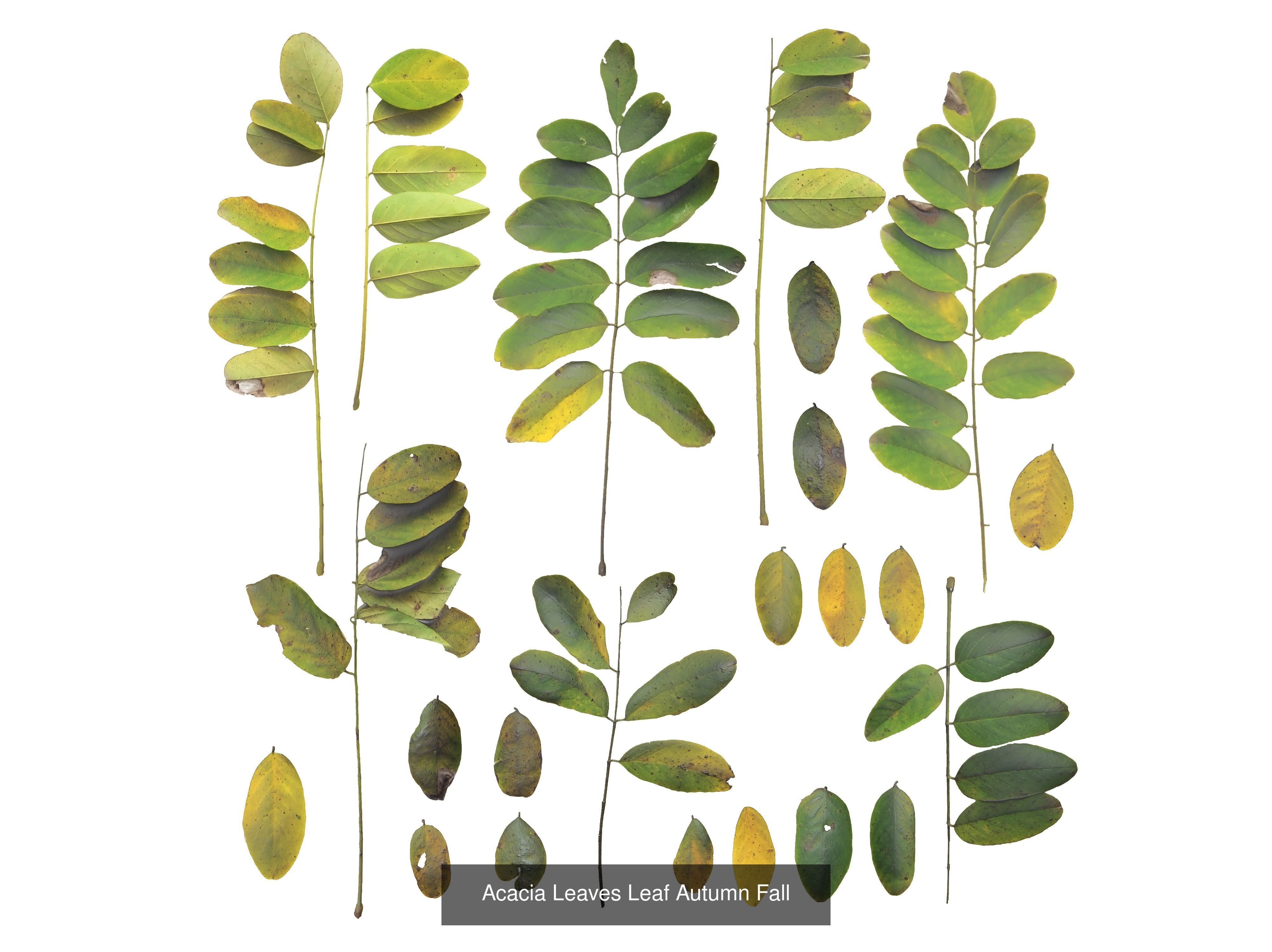 Autumn Leaves Collection  _19