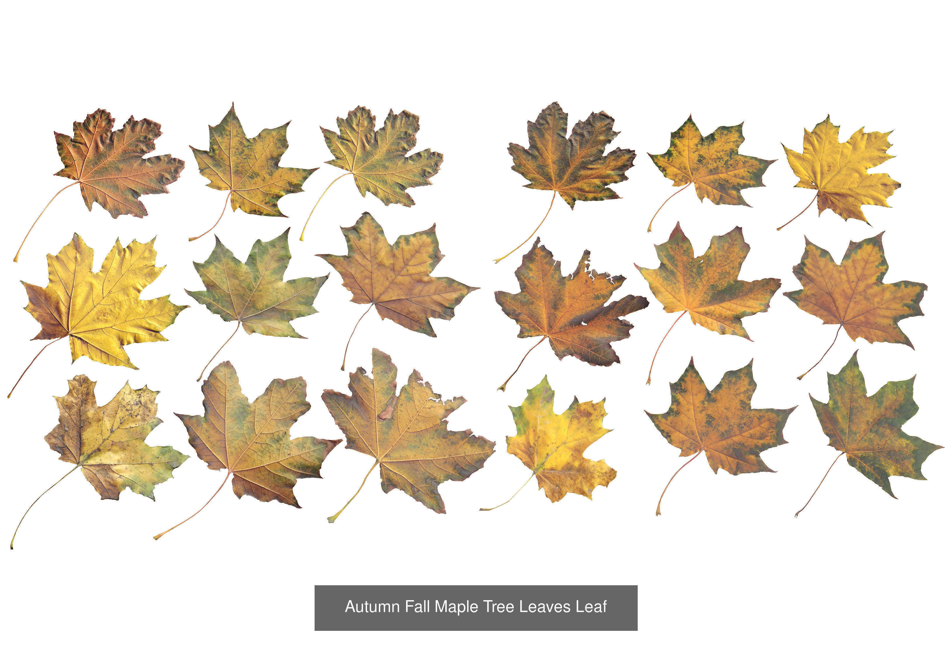 Autumn Leaves Collection  _17