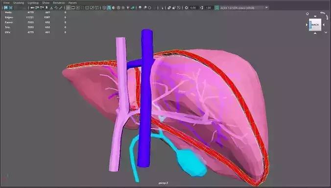 3D Model of Healthy Liver 