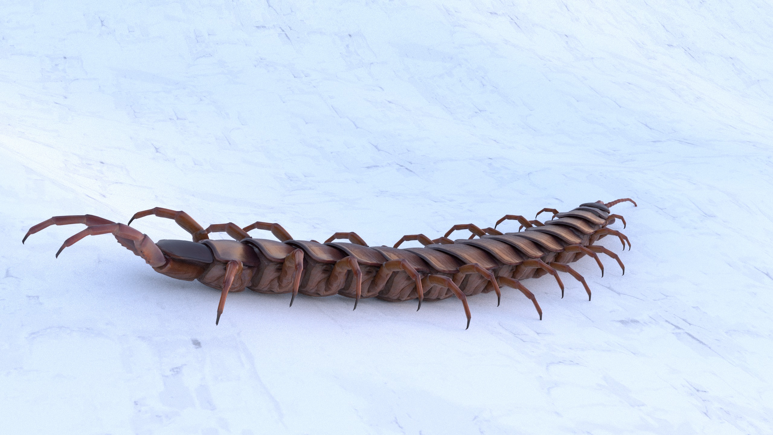 Centipede Rigged animated  Low-poly 3D model_7