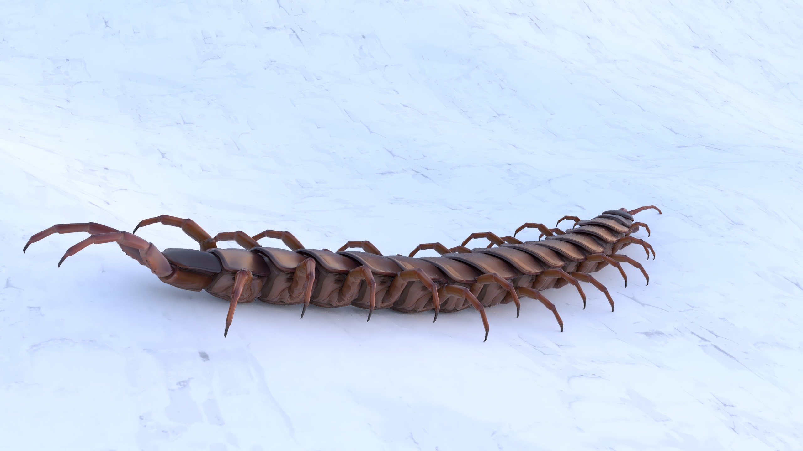 Centipede Rigged animated  Low-poly 3D model_4