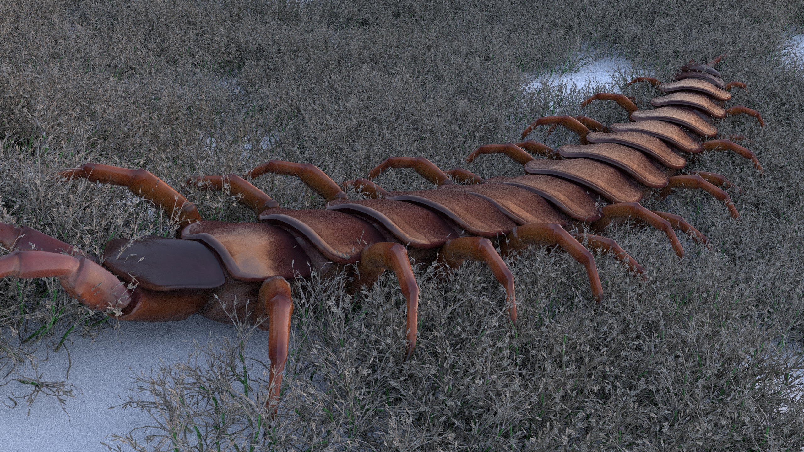 Centipede Rigged animated  Low-poly 3D model_24