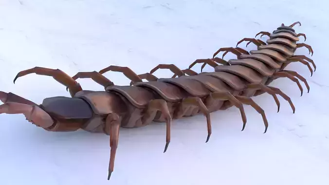 Centipede Rigged animated  Low-poly 3D model