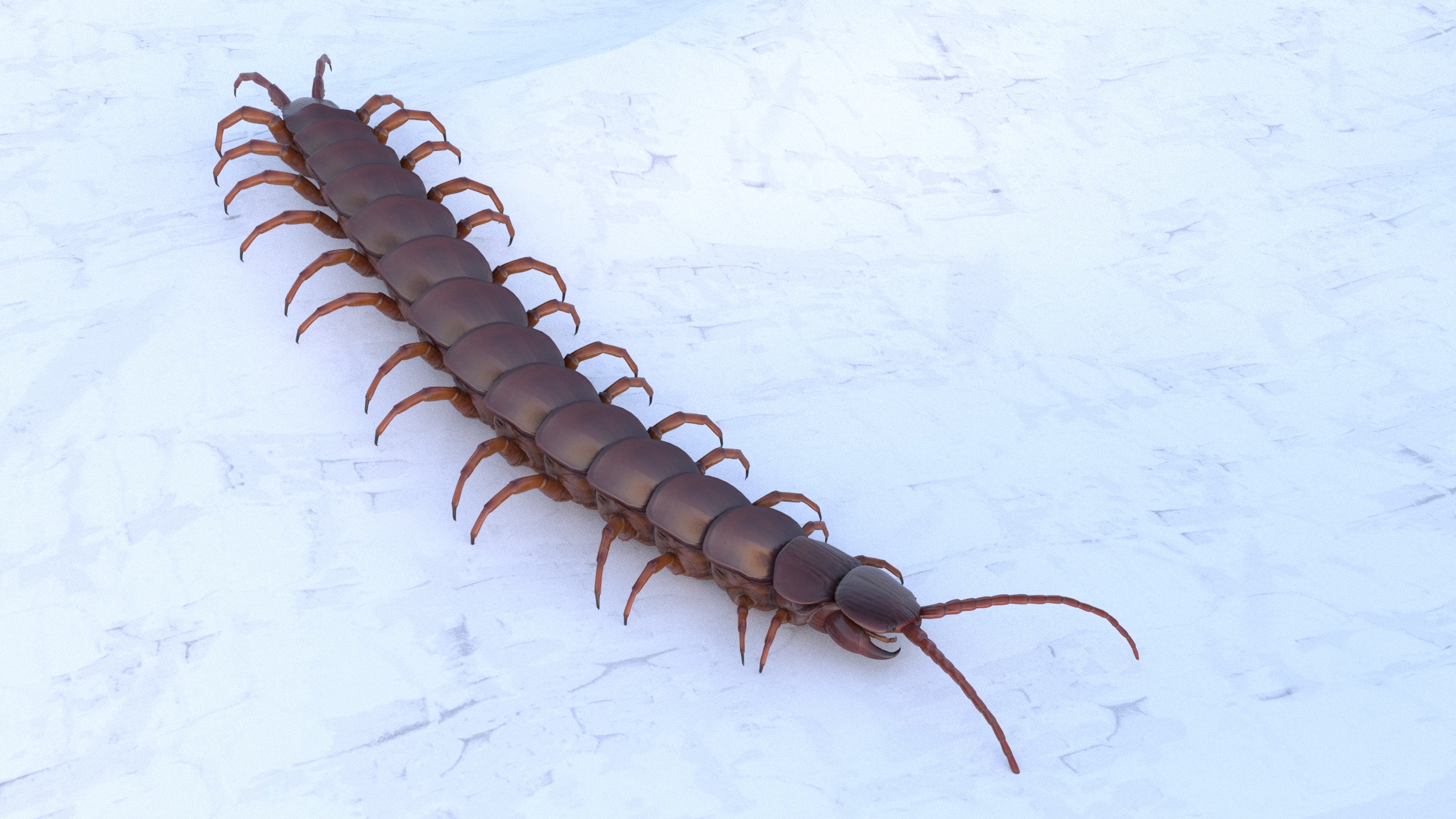 Centipede Rigged animated  Low-poly 3D model_26